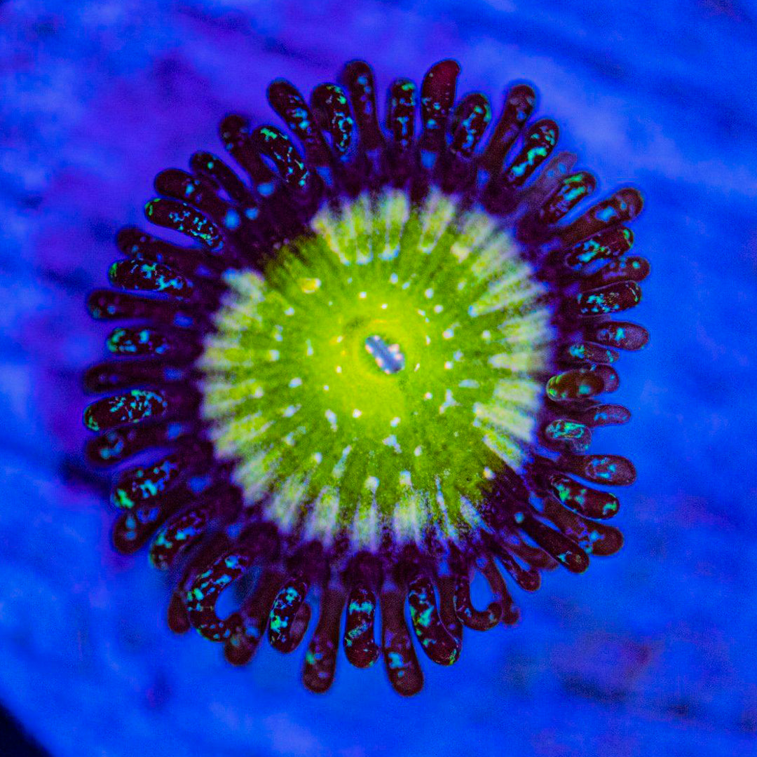 Sour Apple Zoanthids Zoa Reef Lounge USA