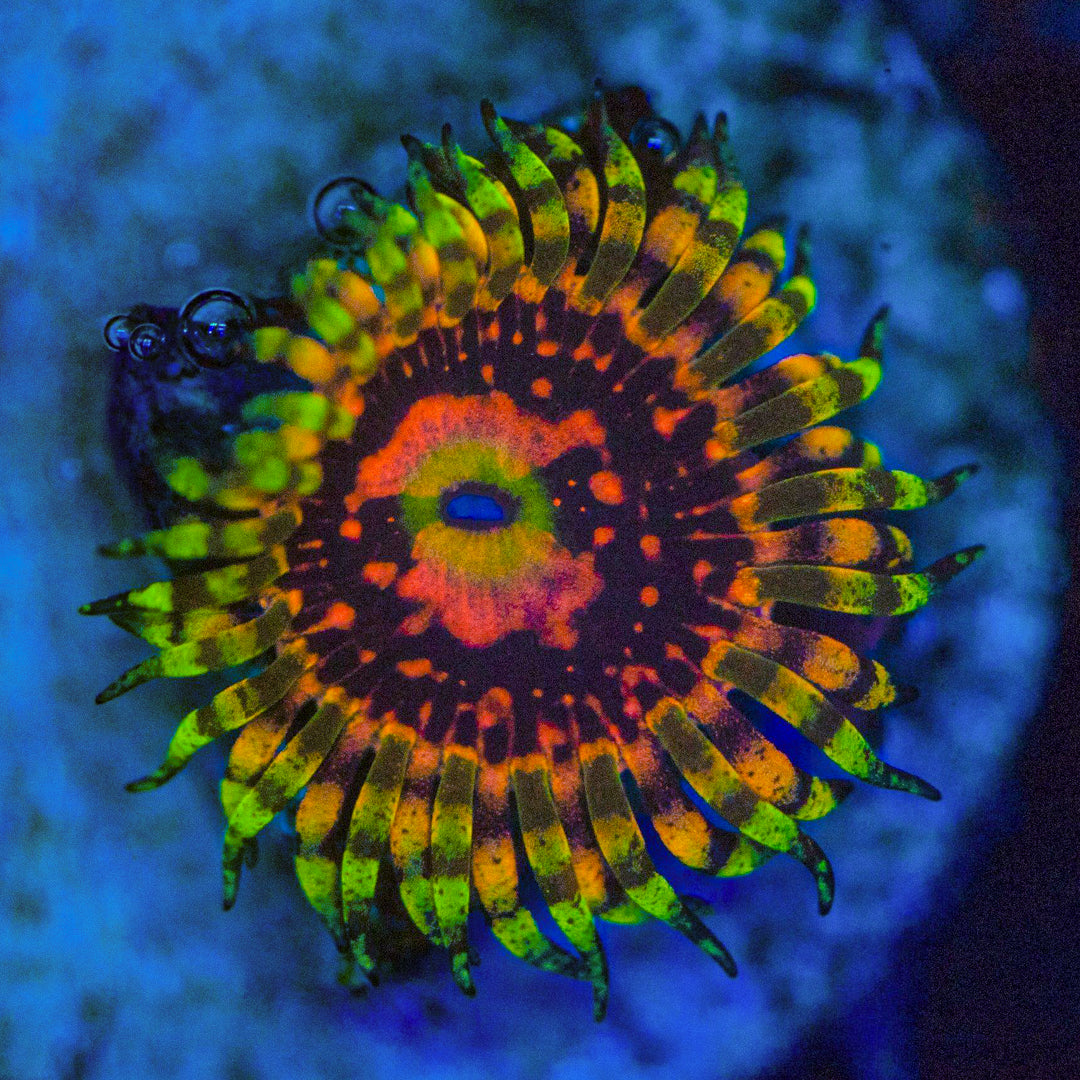Space Chaos Zoanthids Zoa Reef Lounge USA