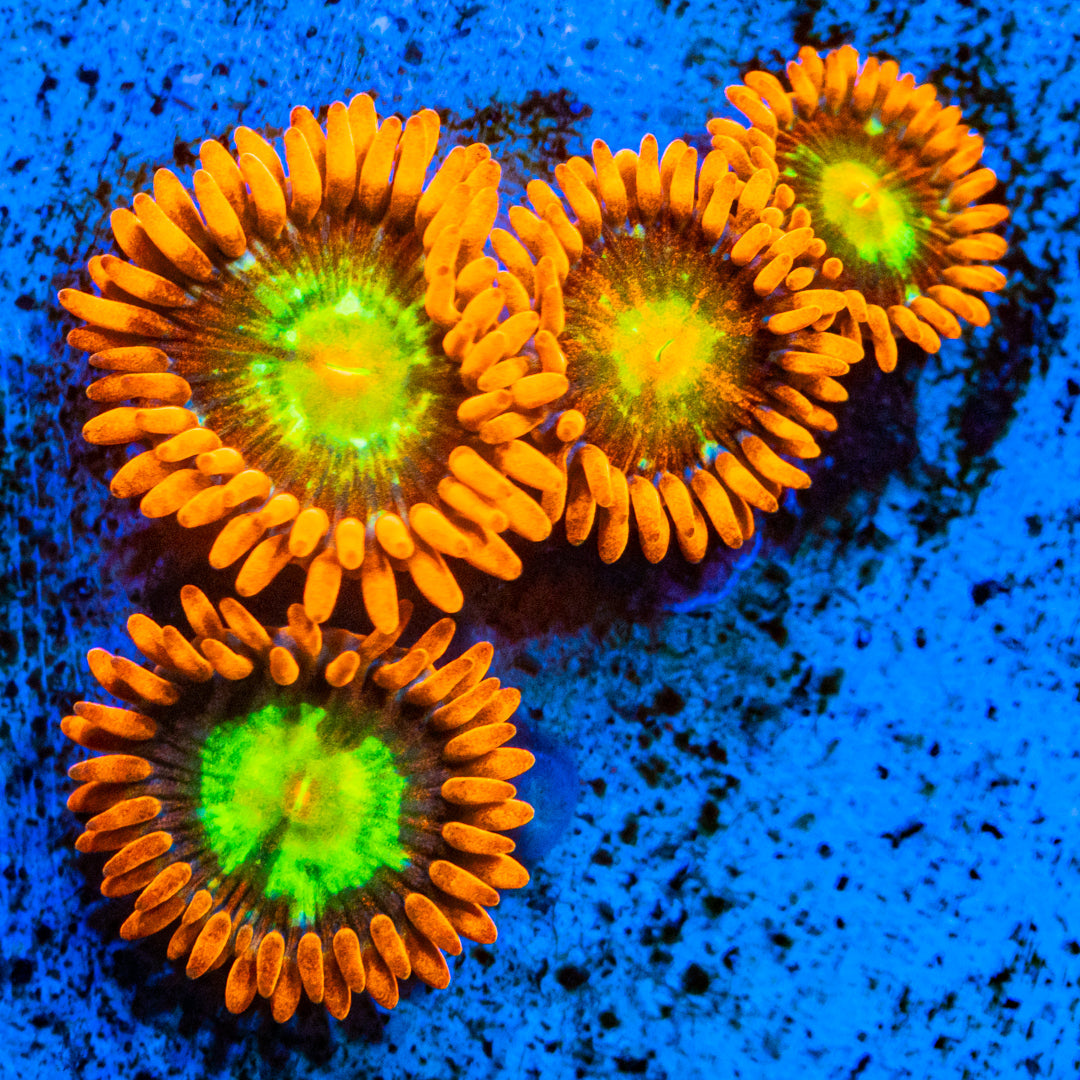 Spitfire Zoanthids Soft Coral Reef Lounge USA