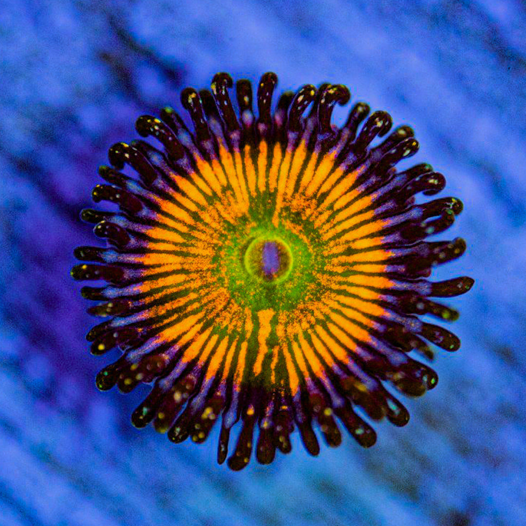 Sunny D Zoanthids Zoa Reef Lounge USA