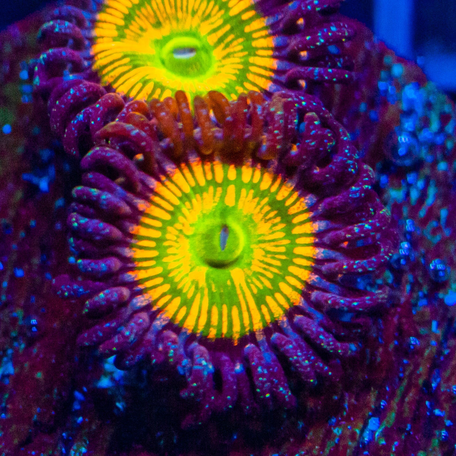 Sunny D Zoanthids Zoa Reef Lounge USA
