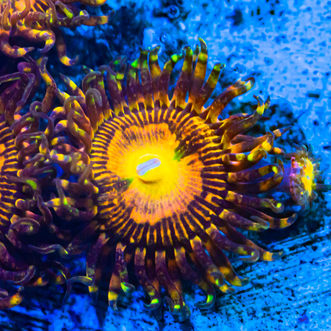 TTA Bitcoin Zoanthids Soft Coral Reef Lounge USA