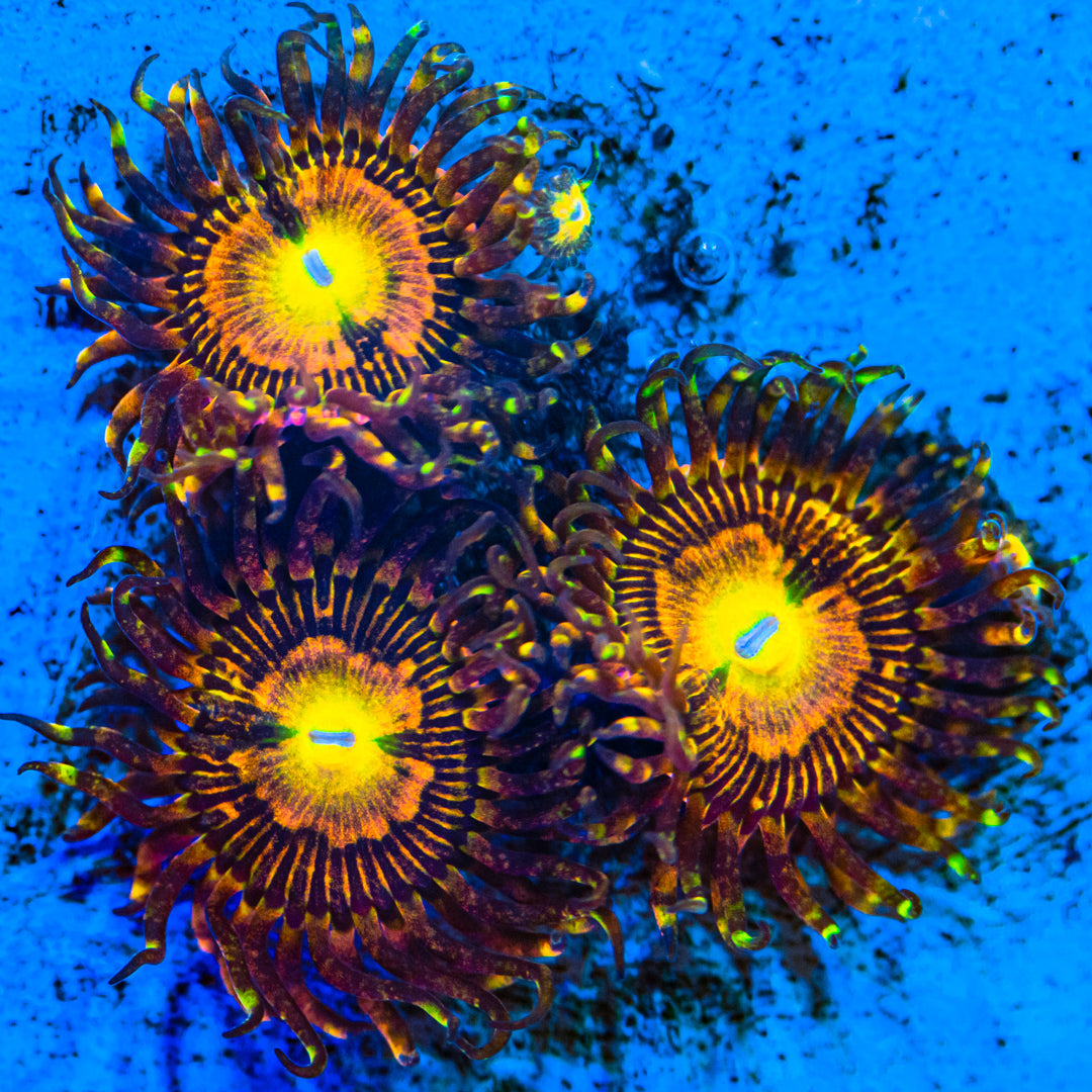 TTA Bitcoin Zoanthids Soft Coral Reef Lounge USA
