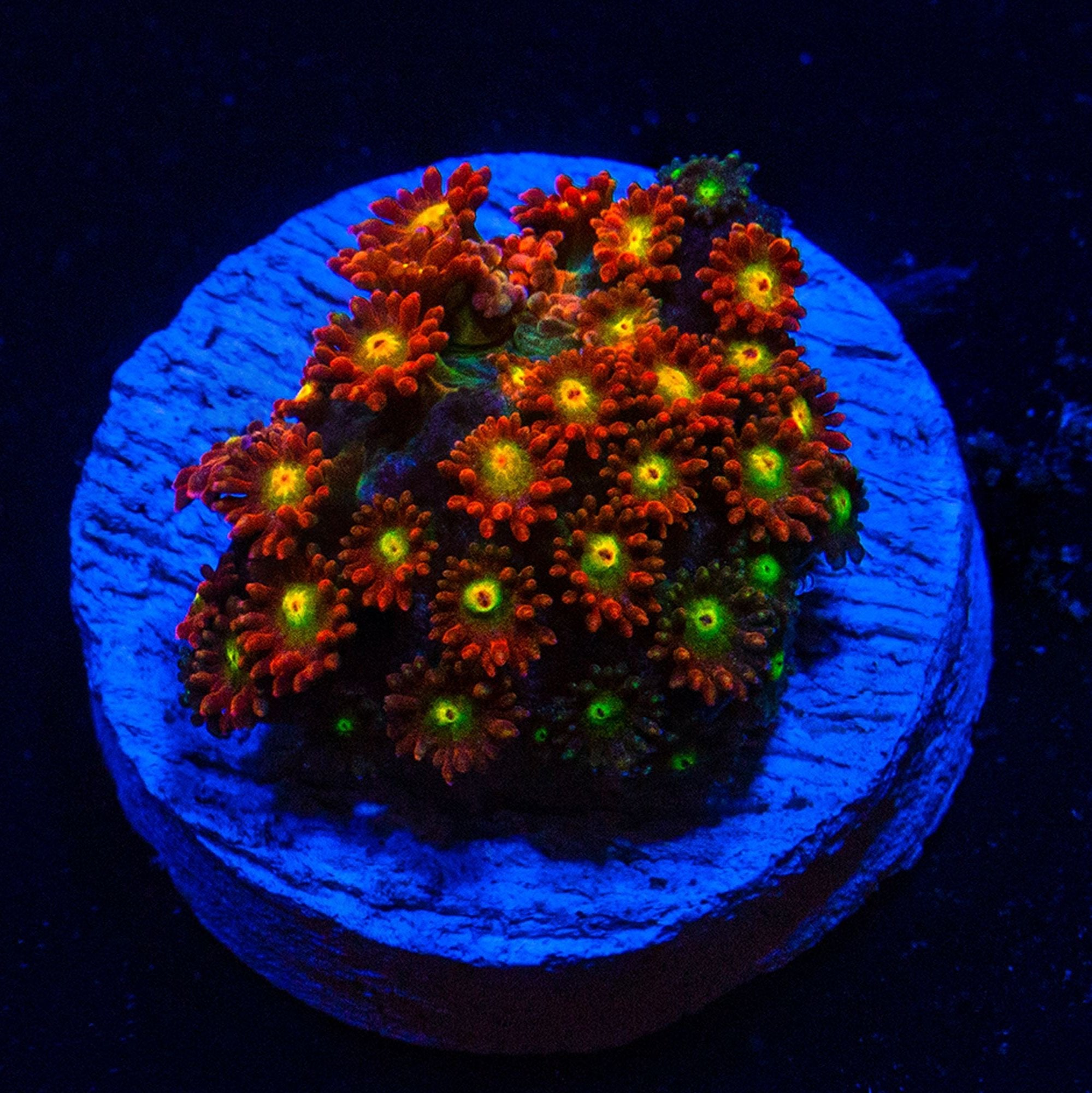 TTA Magma Gonipora Reef Lounge USA