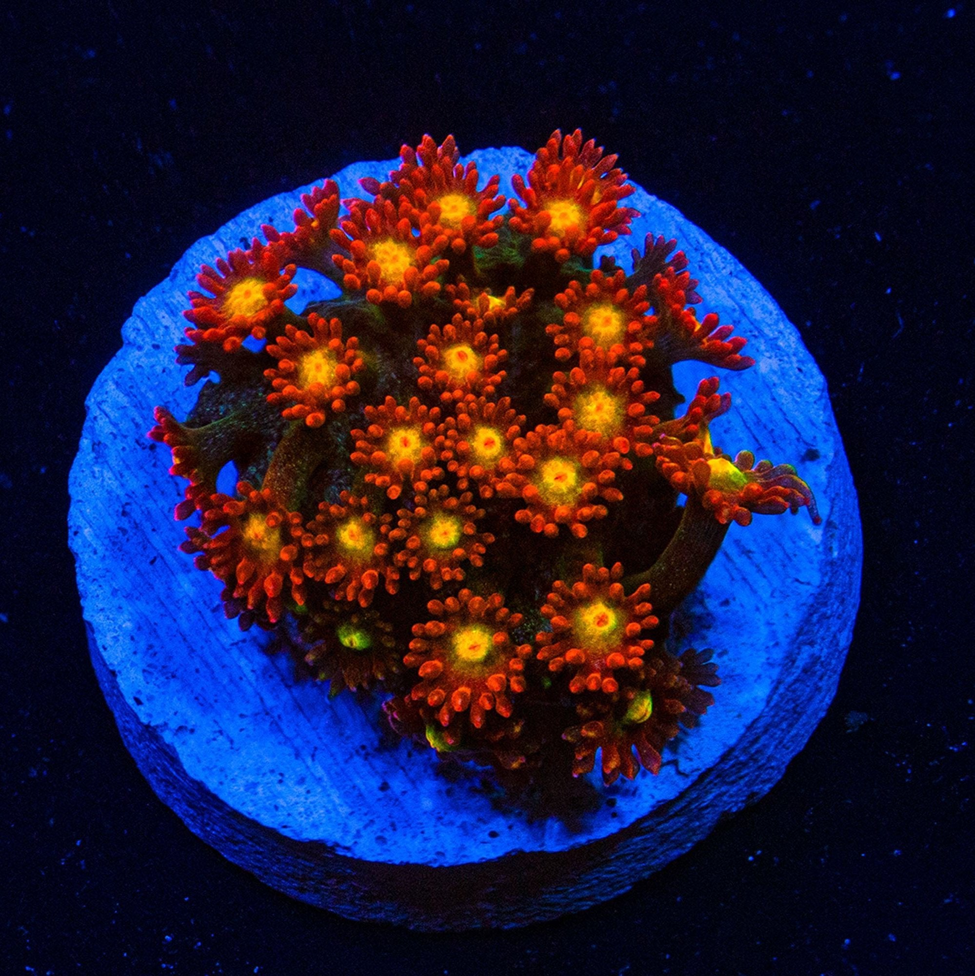 TTA Magma Gonipora Reef Lounge USA