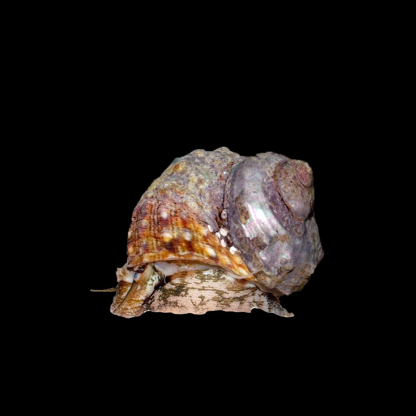 Turbo Snail Reef Lounge USA