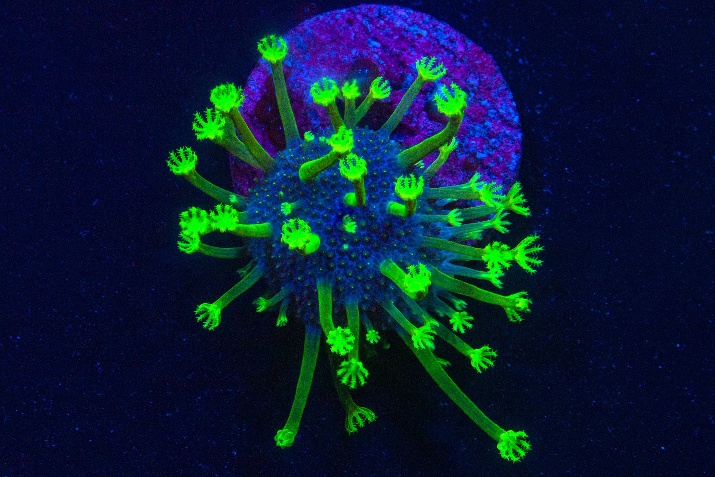 Tyree Toadstool Zoa Reef Lounge USA