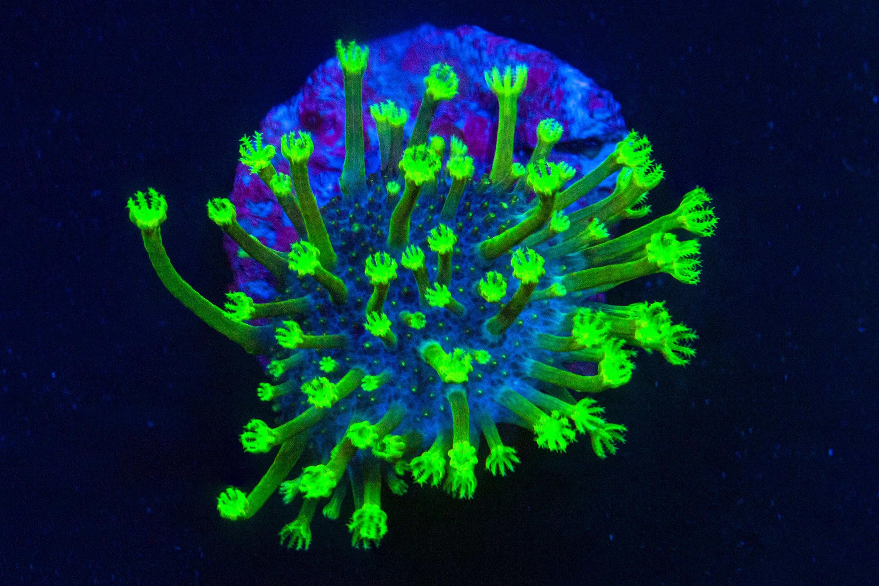 Tyree Toadstool Zoa Reef Lounge USA