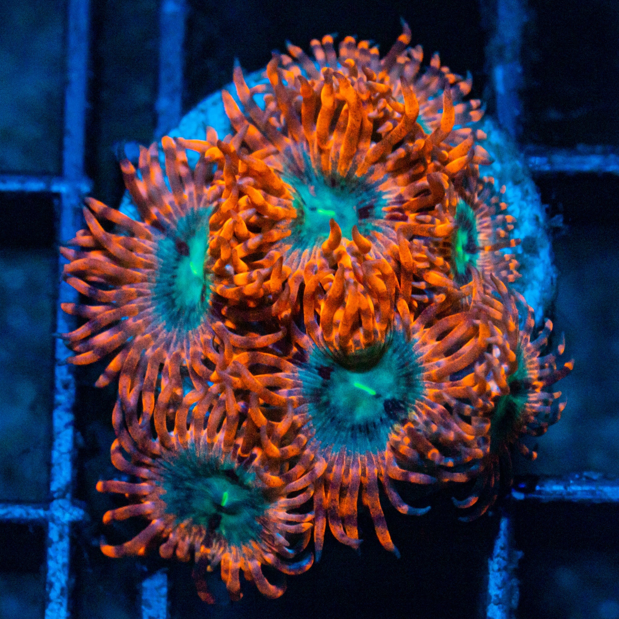 Utter Peace Zoanthids Soft Coral Reef Lounge USA 