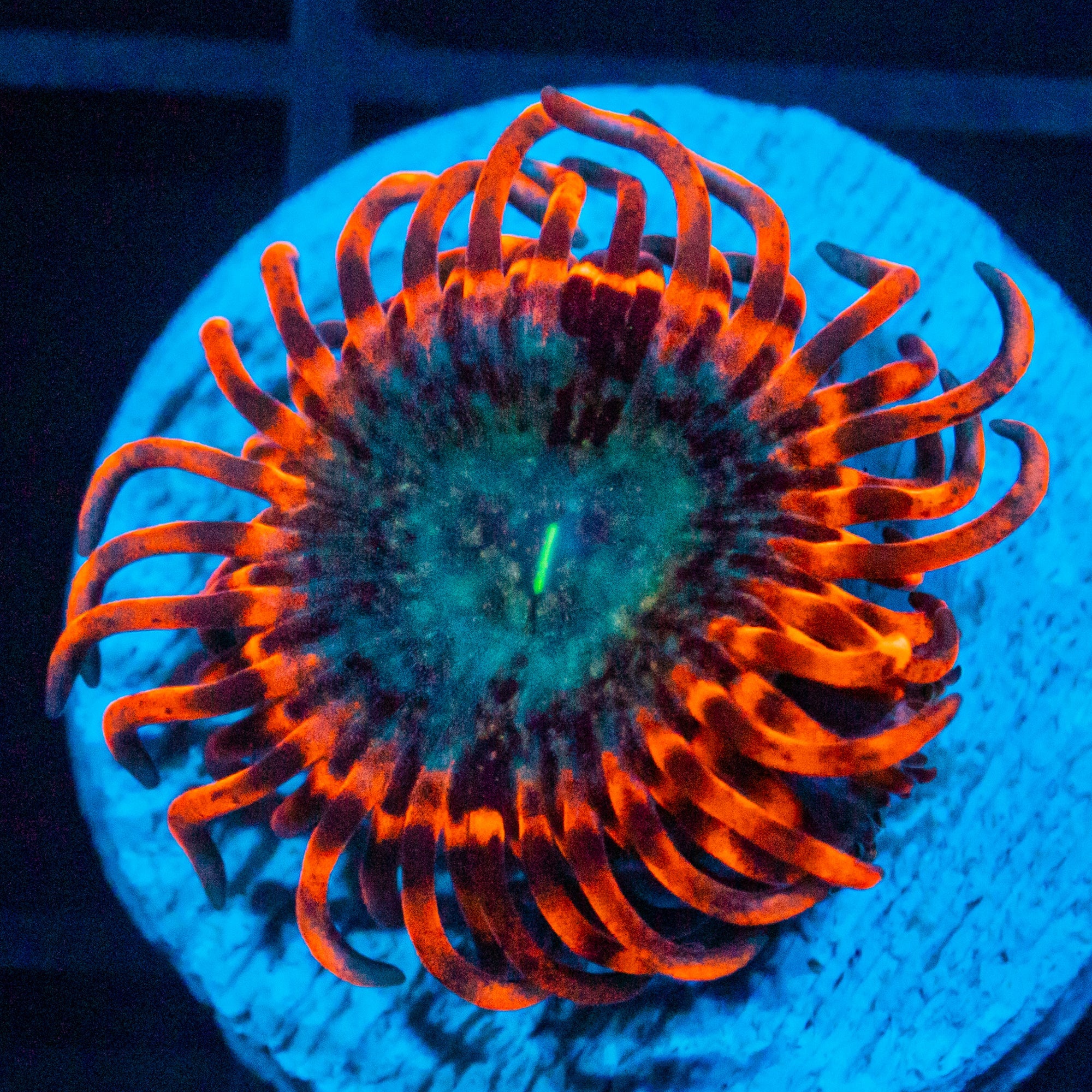 Utter Peace Zoanthids Soft Coral Reef Lounge USA