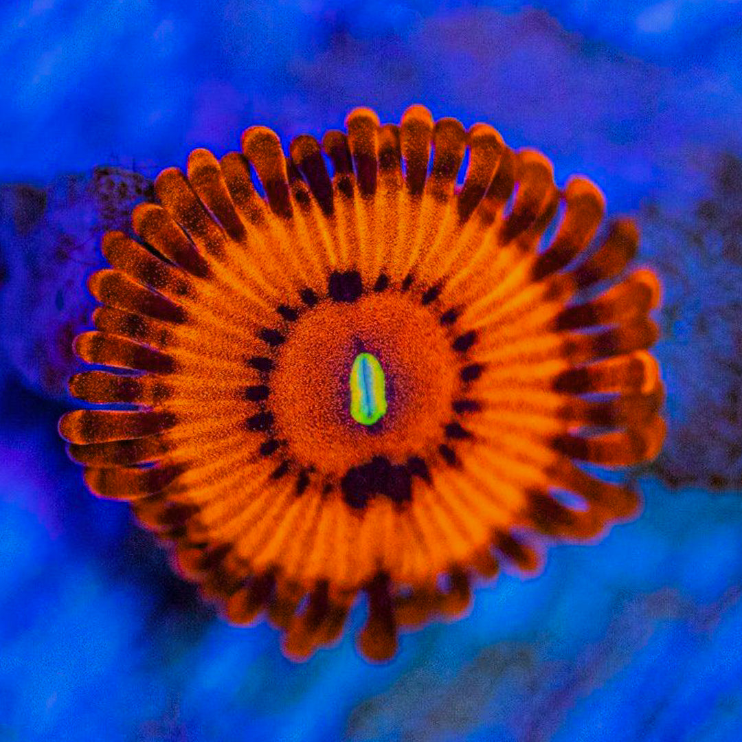 VDM Zoanthids Zoa Coral Reef Lounge USA