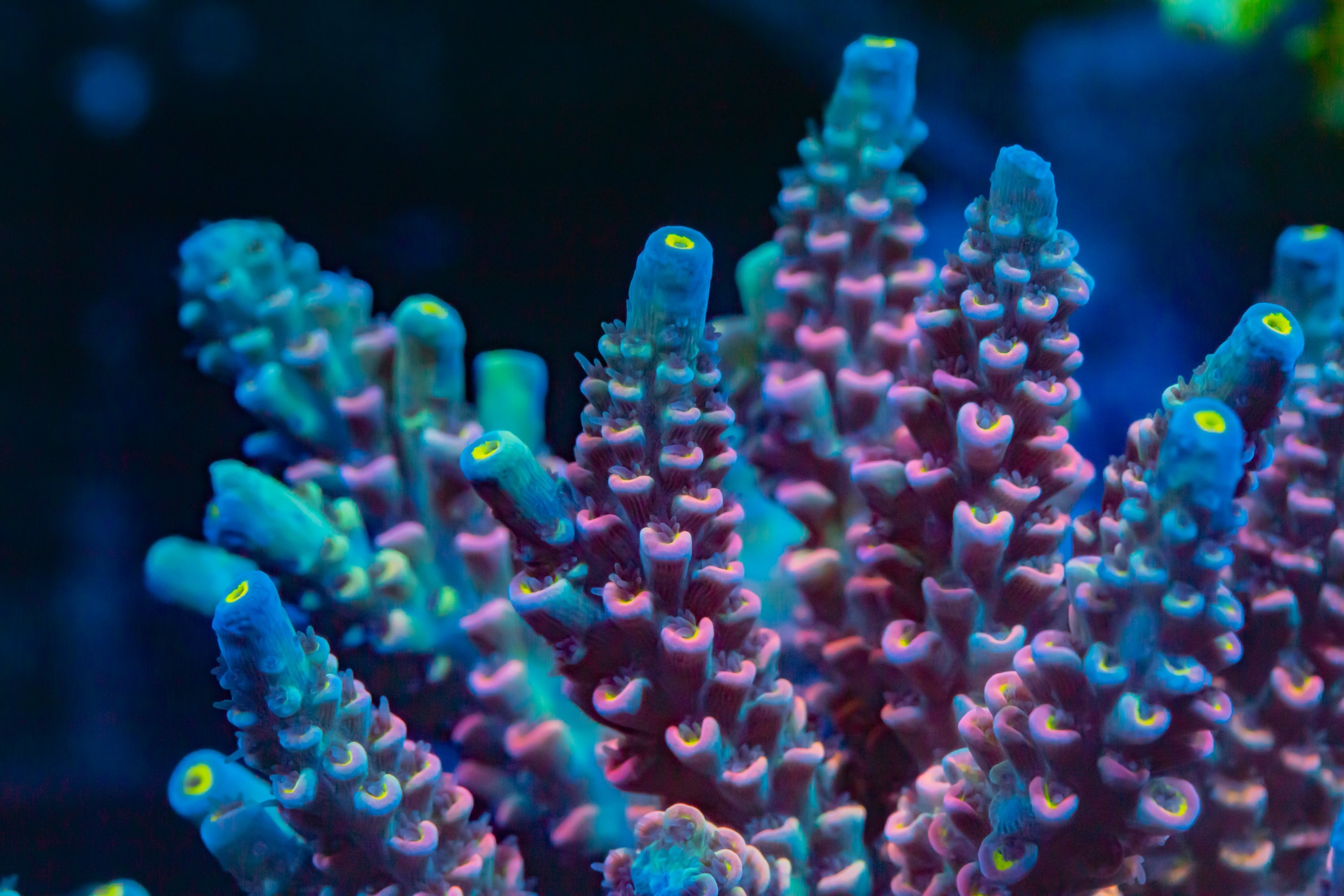 Vice City Tenuous Acropora SPS Coral Reef Lounge USA 