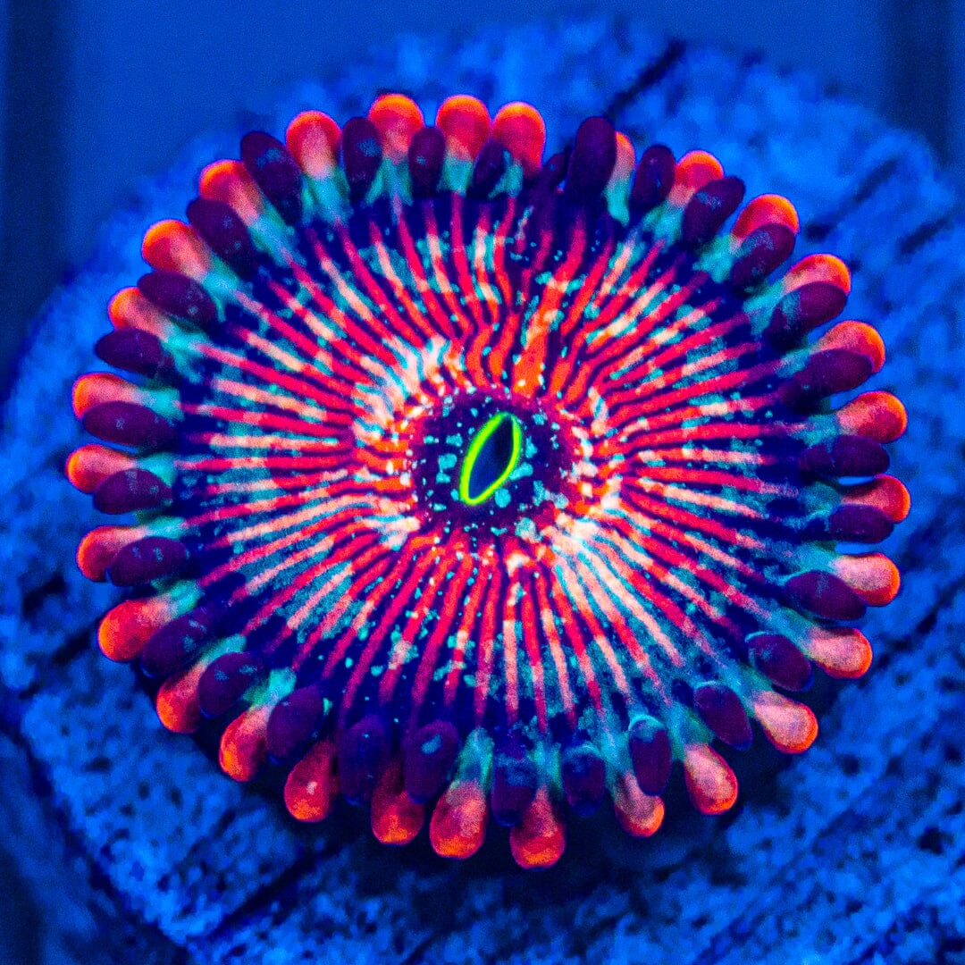 White Zombie Zoanthids Soft Coral Reef Lounge USA
