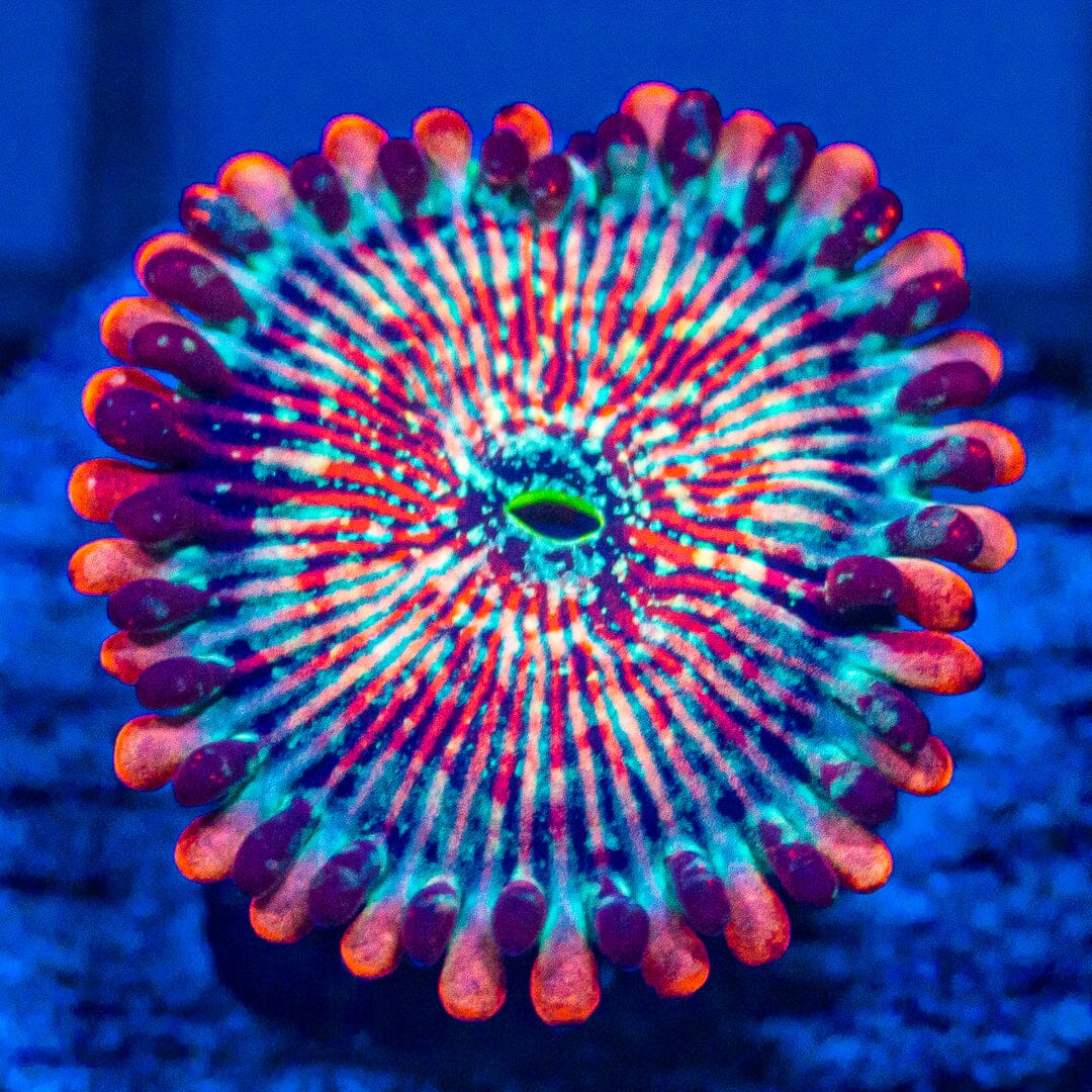 White Zombie Zoanthids Soft Coral Reef Lounge USA