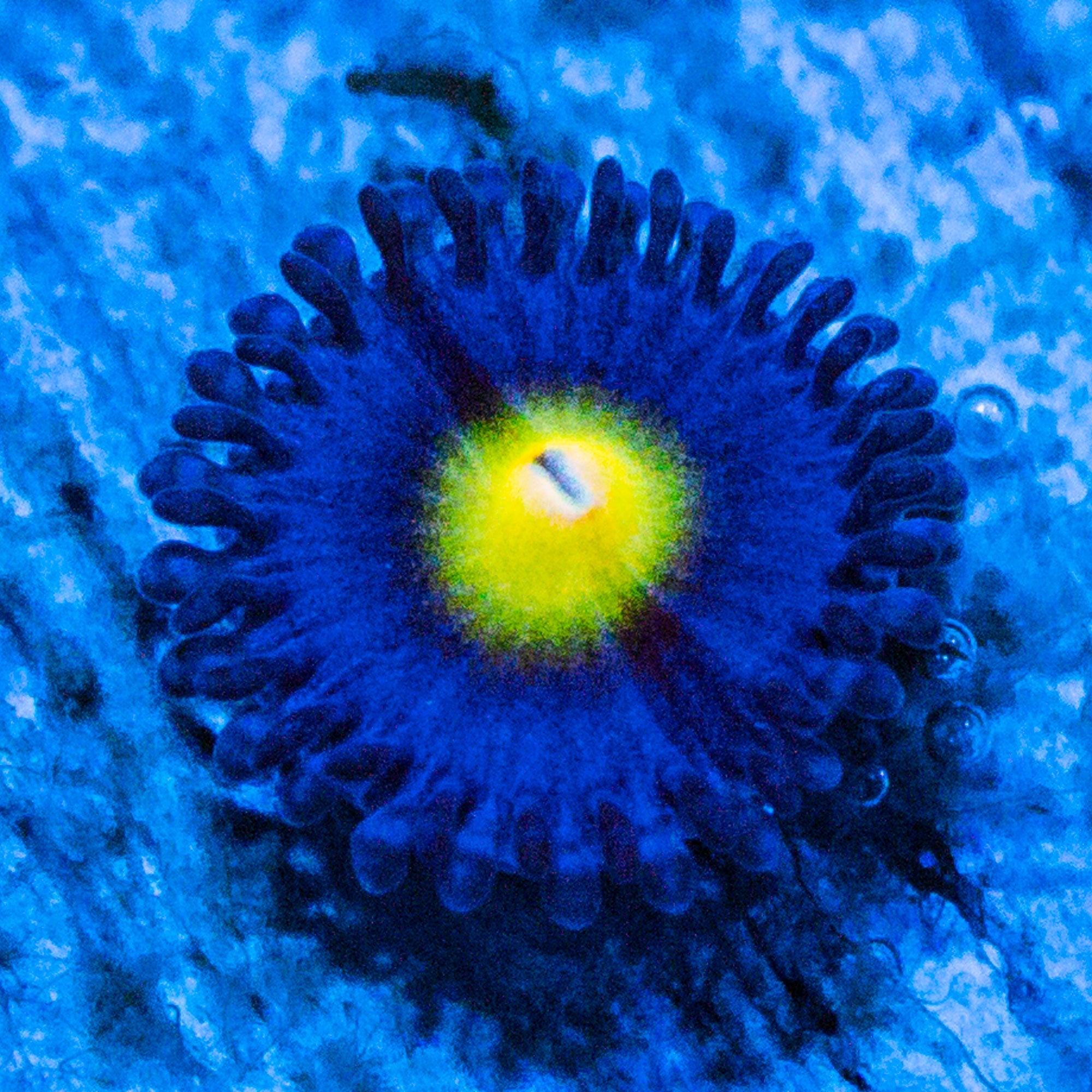 WWC AOI Zoanthids Zoa Reef Lounge USA