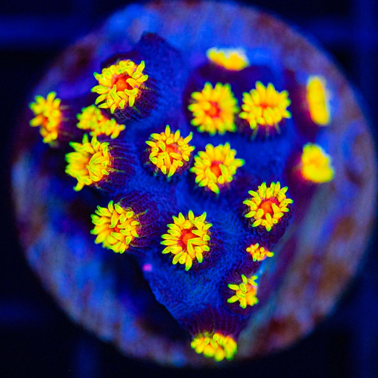 WWC Bizarro Cyphastrea Cyphastrea Reef Lounge USA 