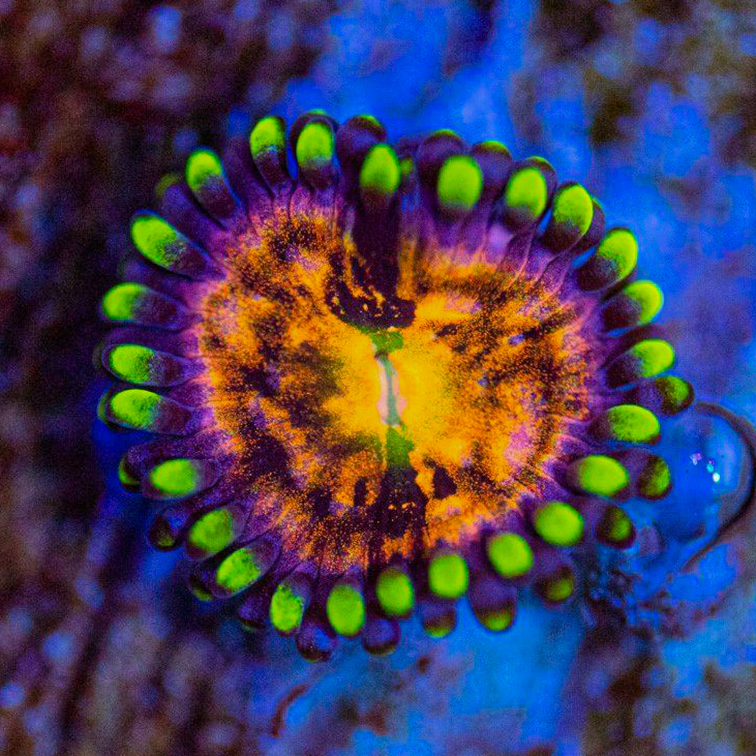 WWC Nirvana Zoanthids Zoa Reef Lounge USA