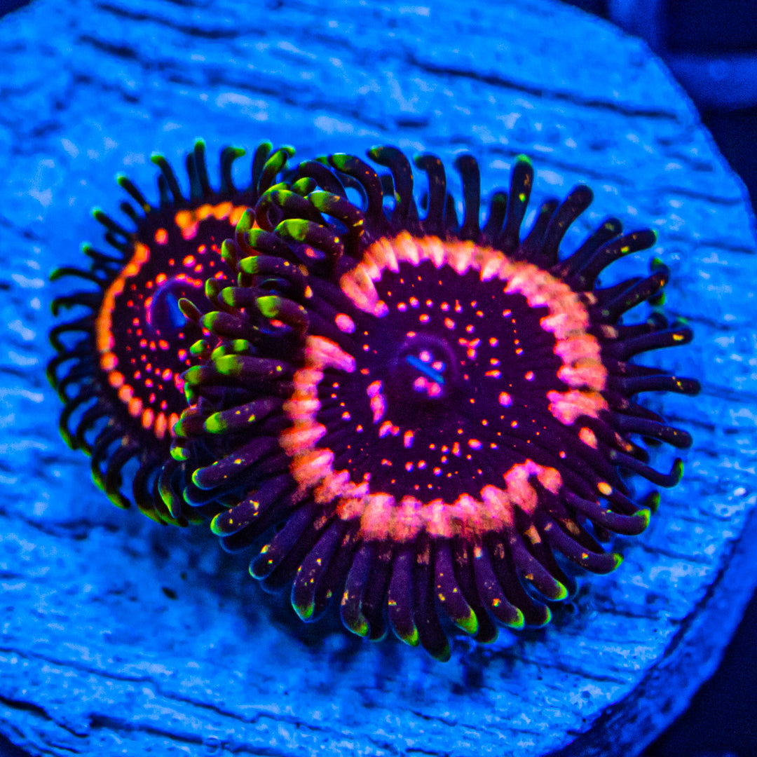 WWC Tasers Zoanthids Soft Coral Reef Lounge USA
