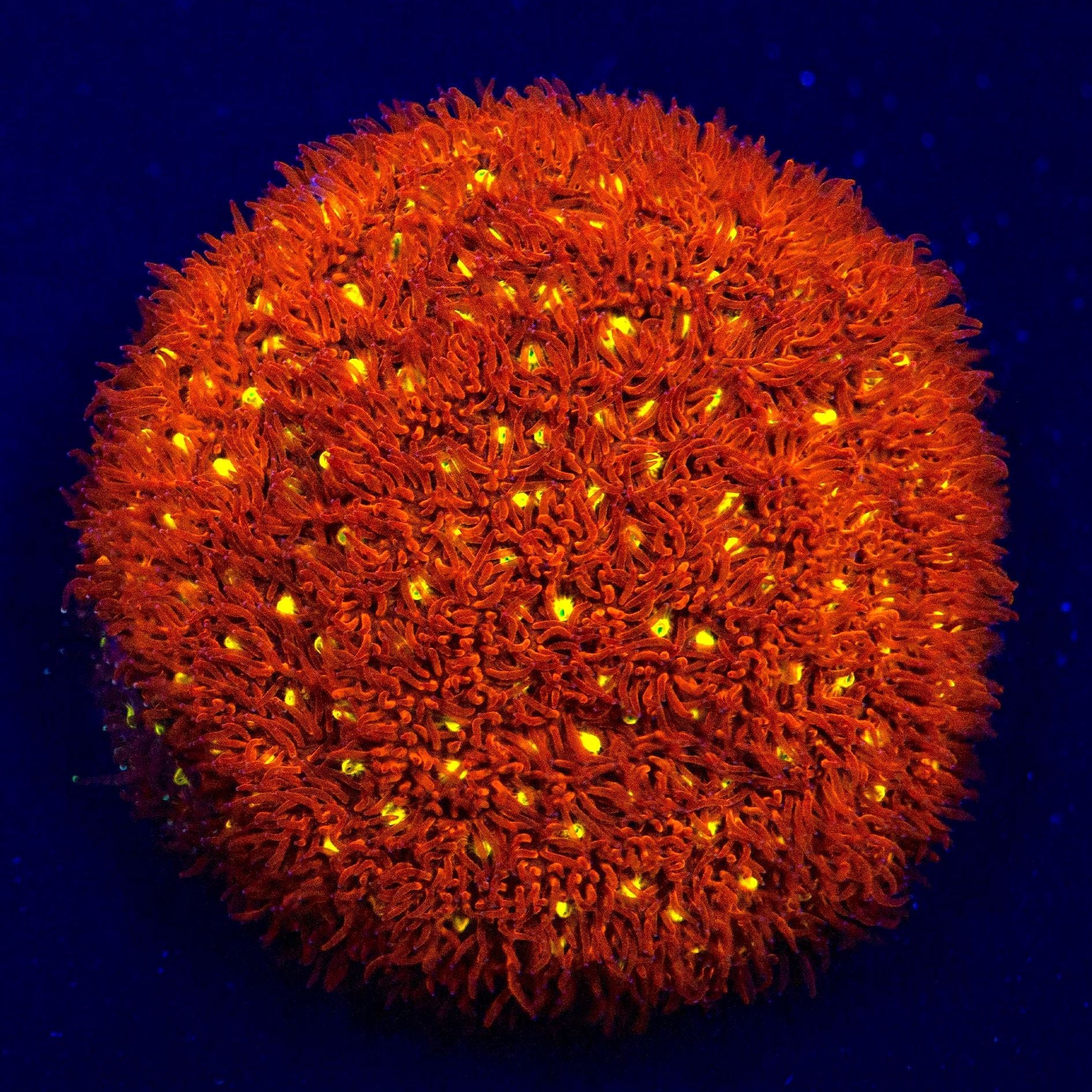 Yellow Eye Leptoseris Leptoseris Reef Lounge USA
