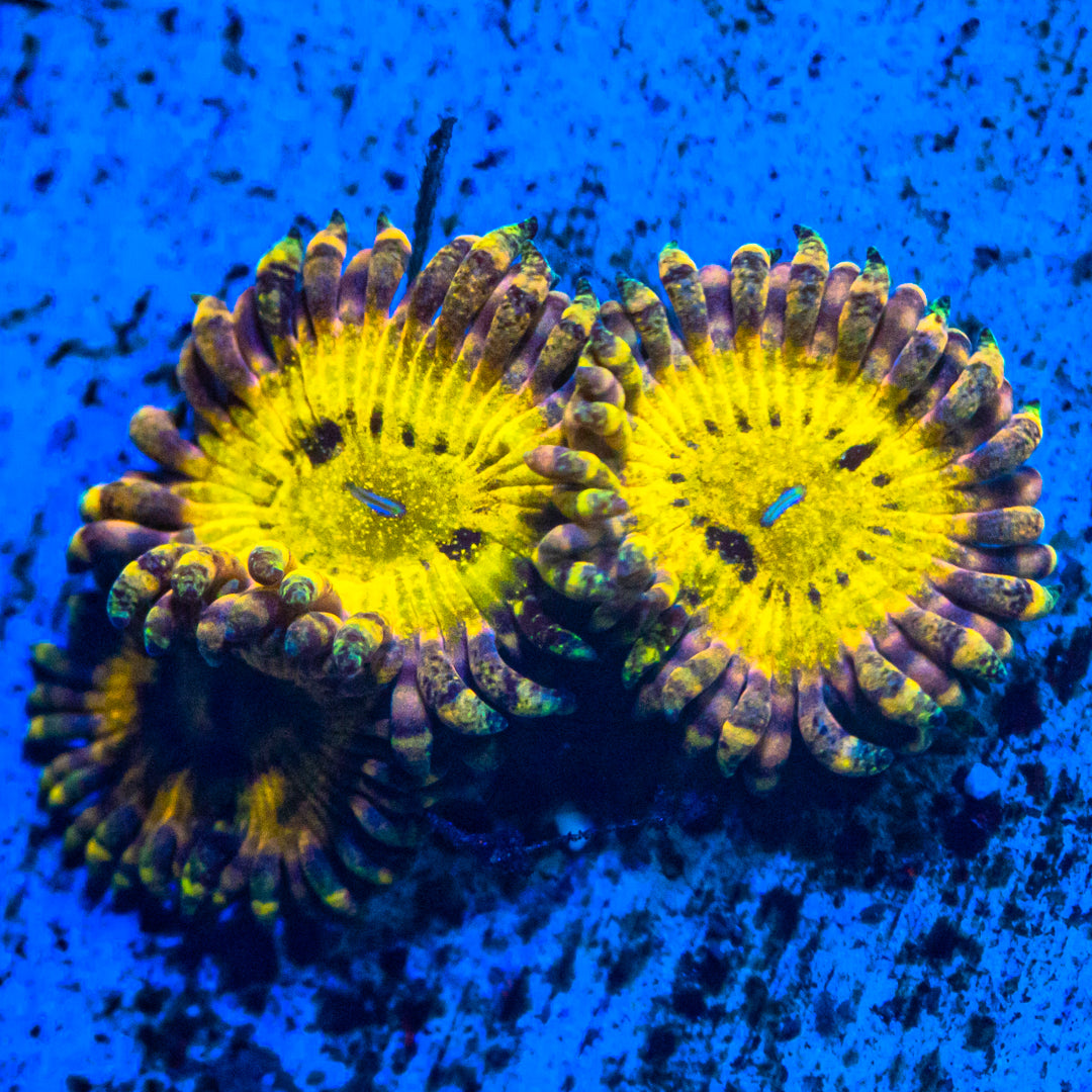 Yellow Sunburst Zoanthids Zoa Reef Lounge USA 