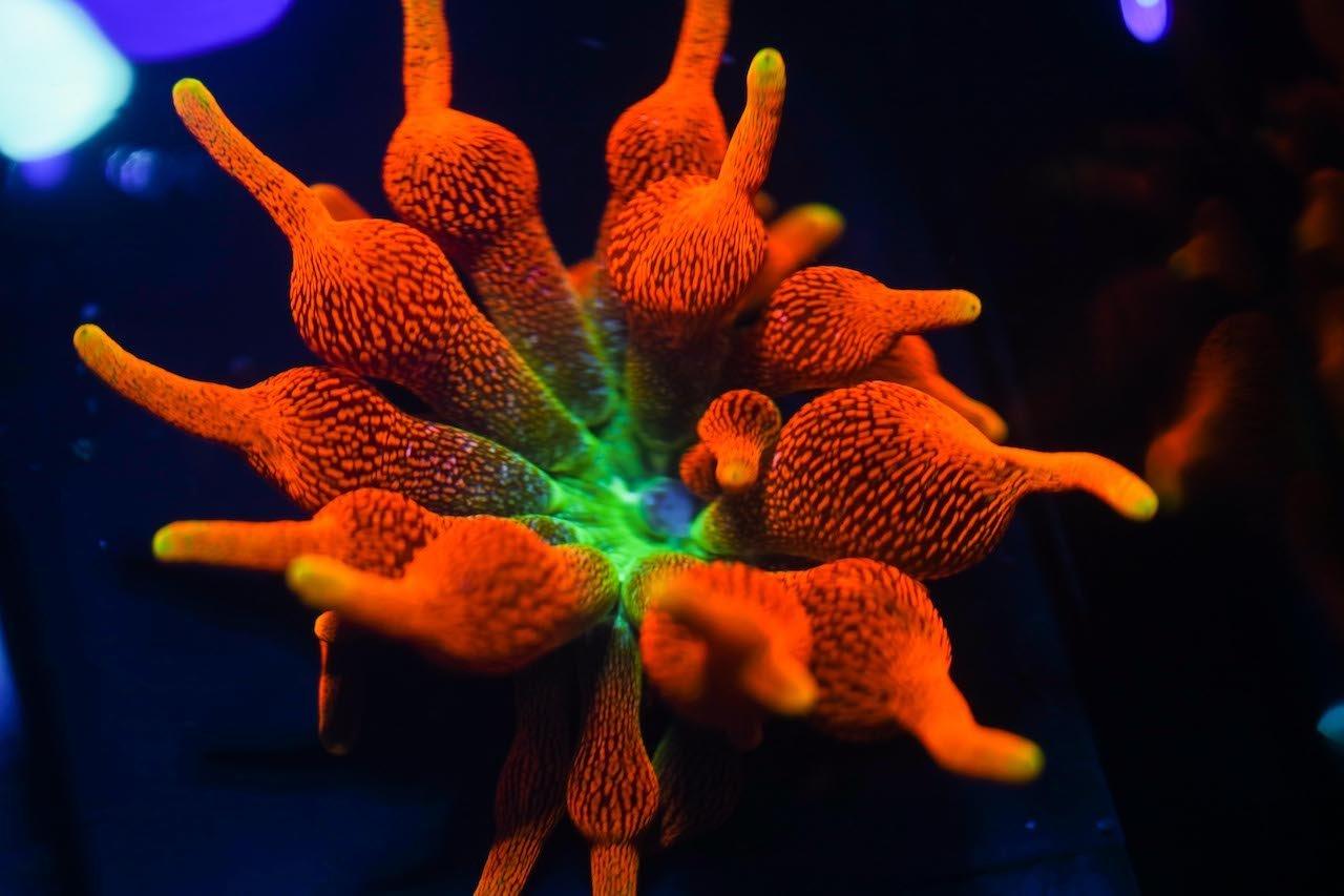 Anemones