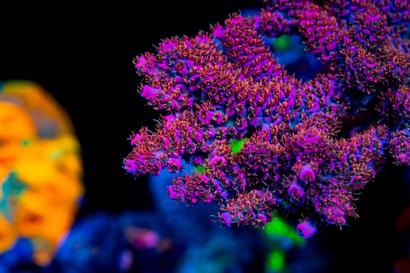 Aquaculture Acropora