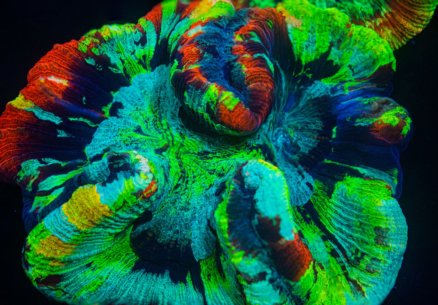 Live Brain Coral For Sale, Online Trachyphyllia For Sale
