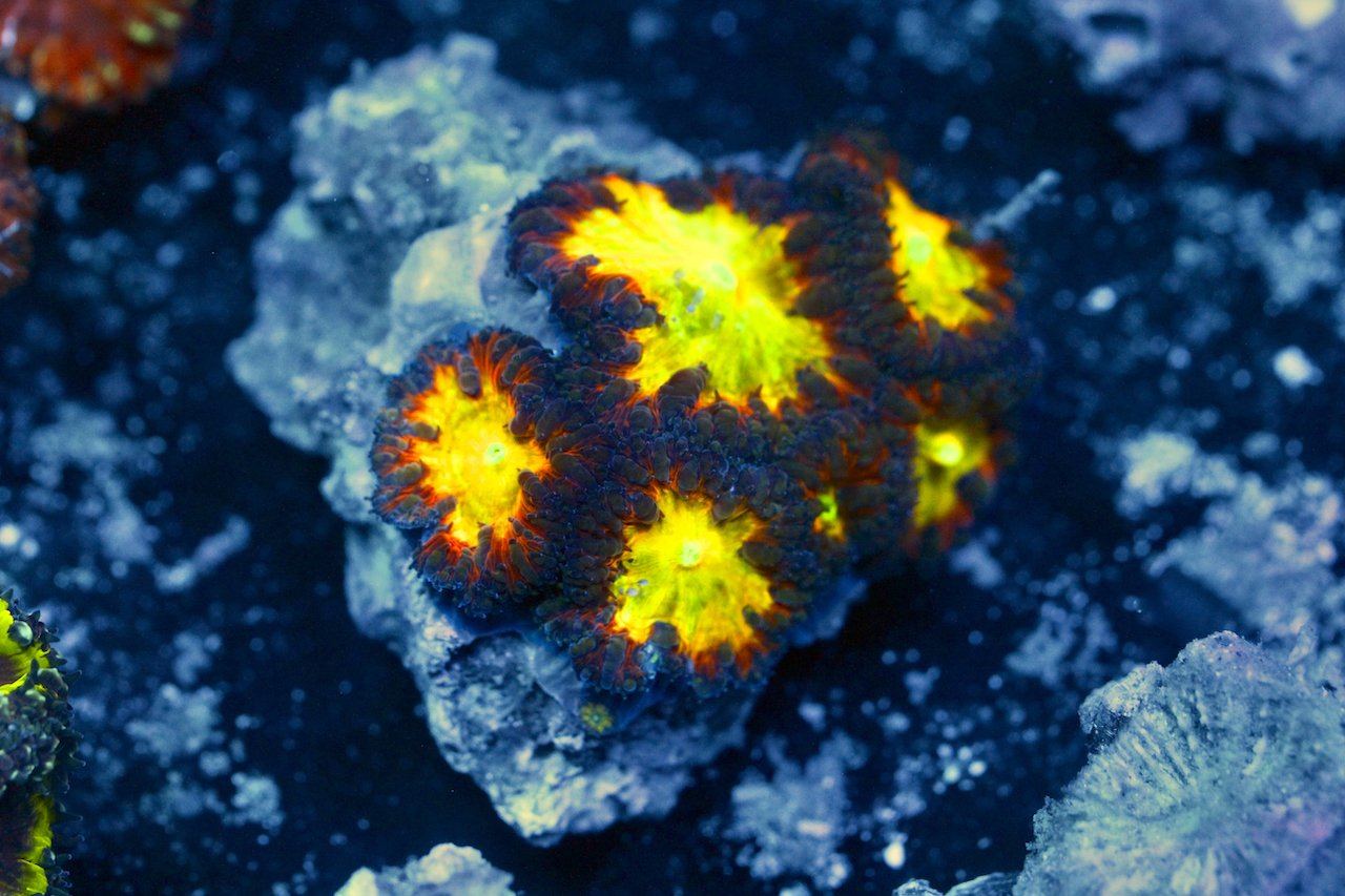 Coral