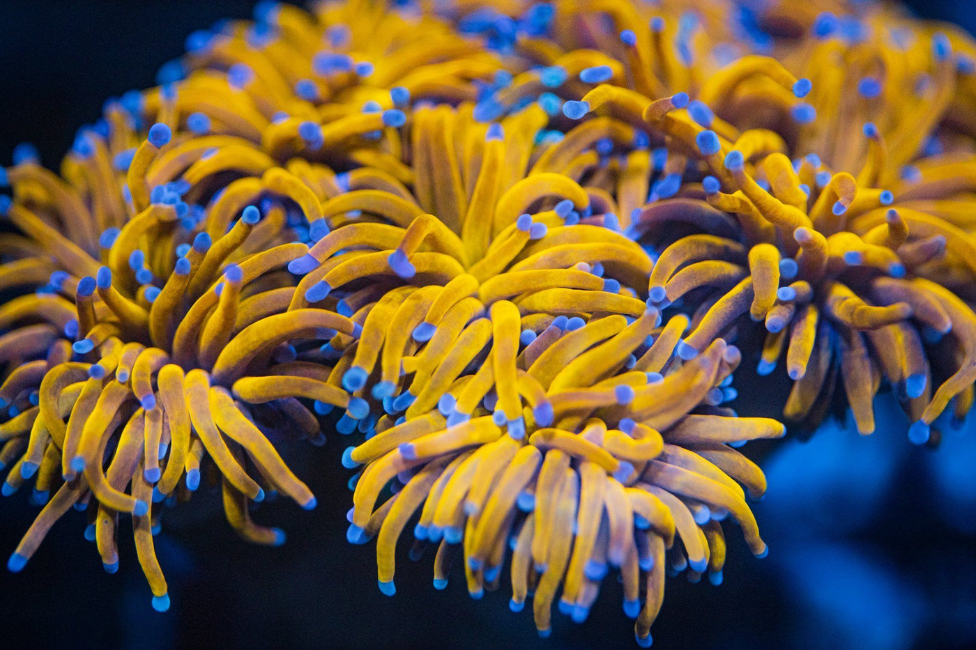 Euphyllia