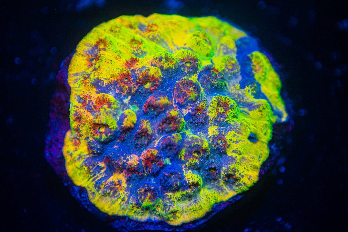 LPS Coral