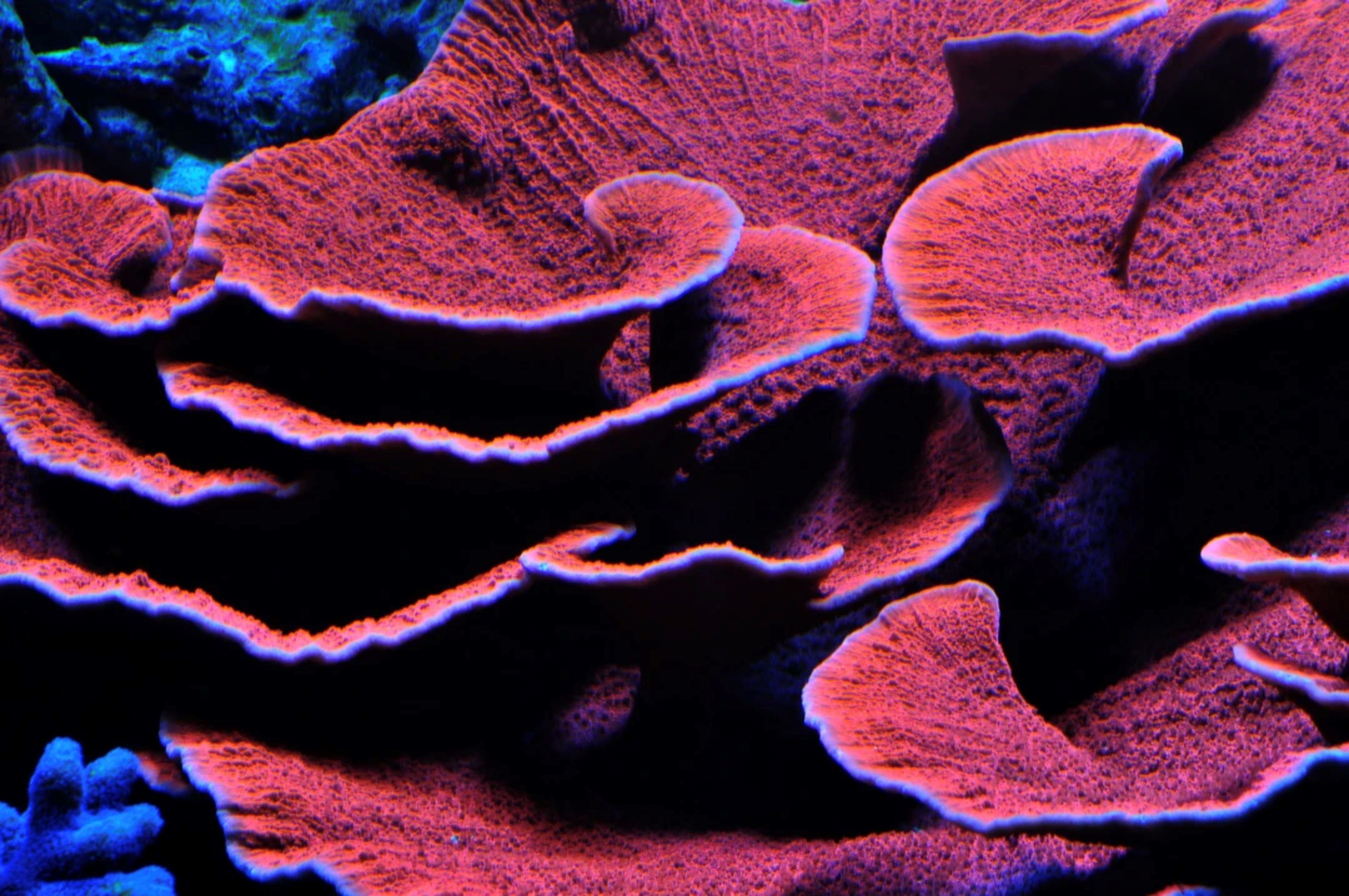 Live Montipora Coral For Sale, Online Montipora Frags – Tagged 