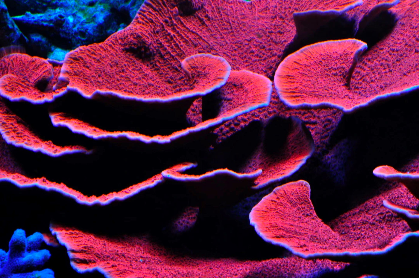 Montipora