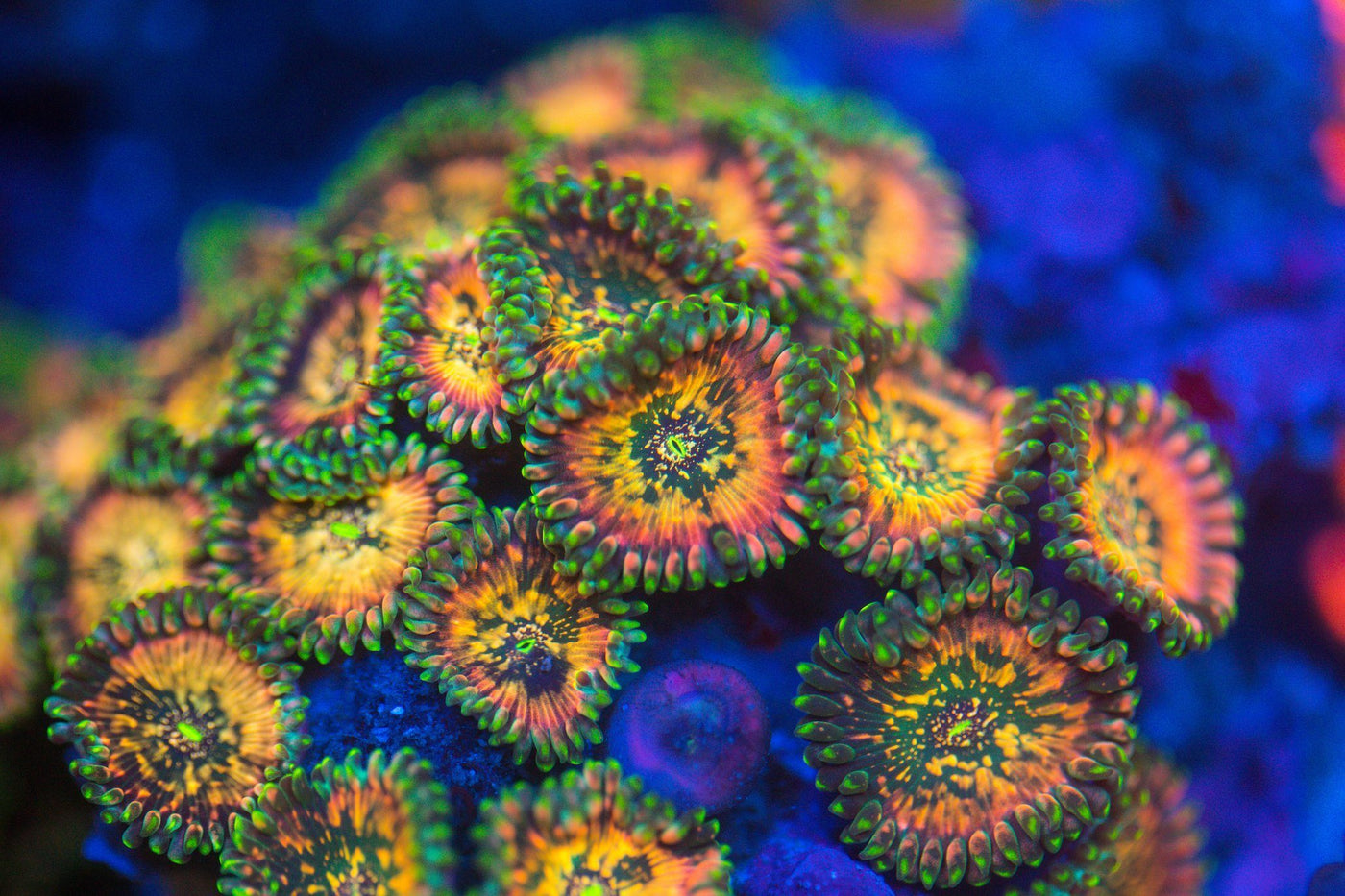 Soft Coral