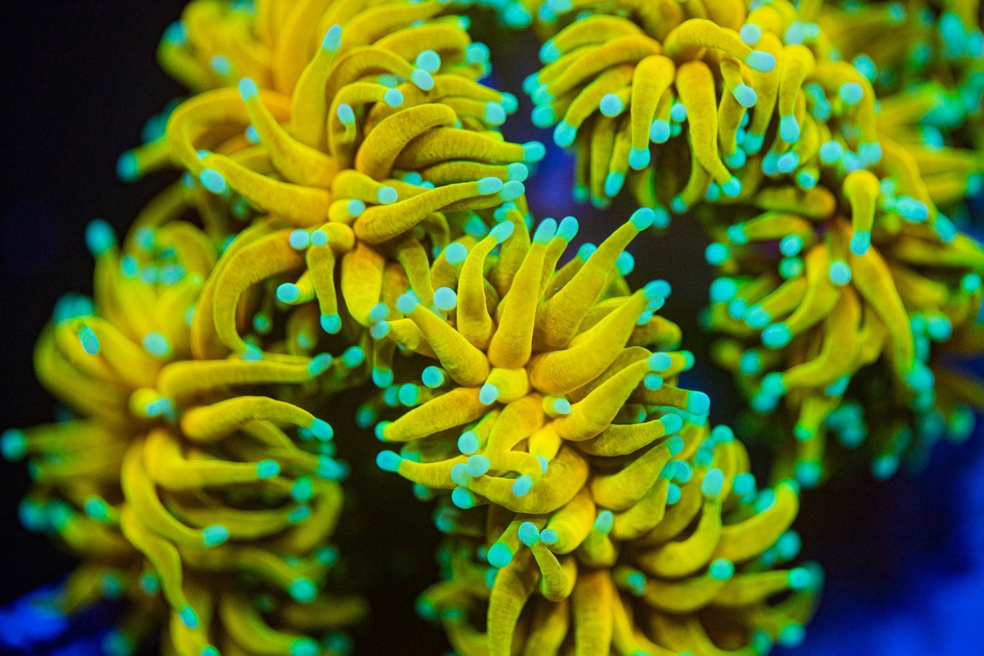 Torch Coral