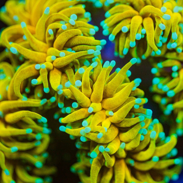 Black Torch Green Tips Coral Forsale Sale head.hesge.ch