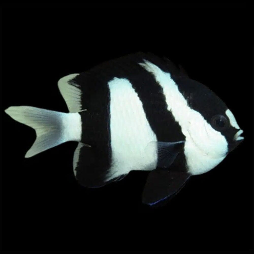 3 Stripe Damselfish Fish Reef Lounge USA 