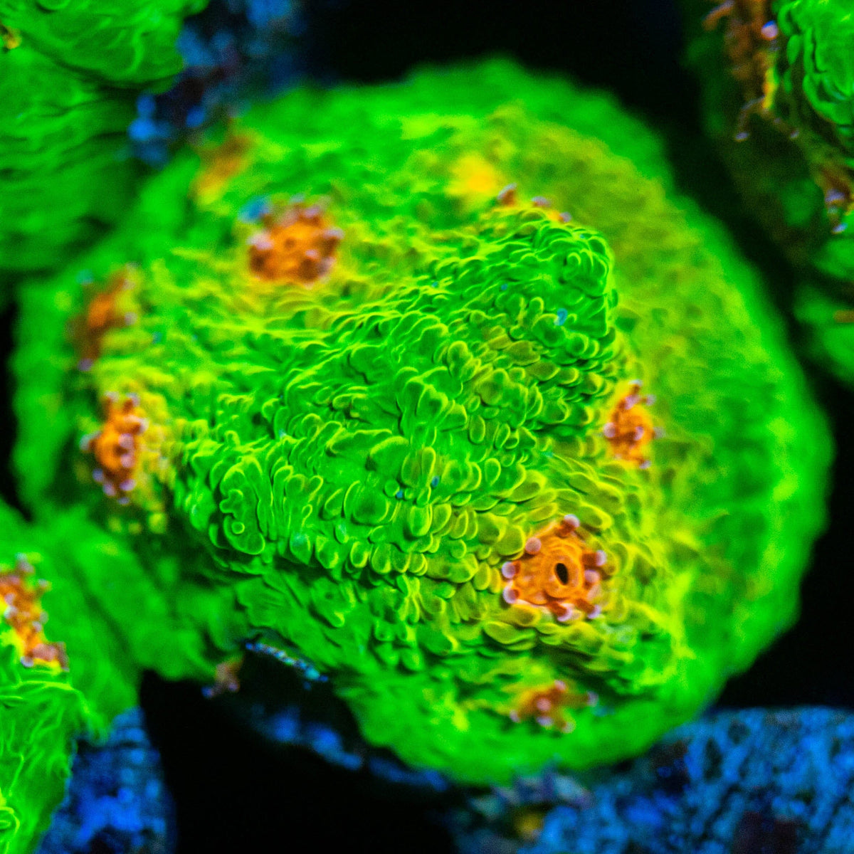 3G Mummy Eye Chalice Frag 1A - WYSIWYG Reef Lounge Coral 