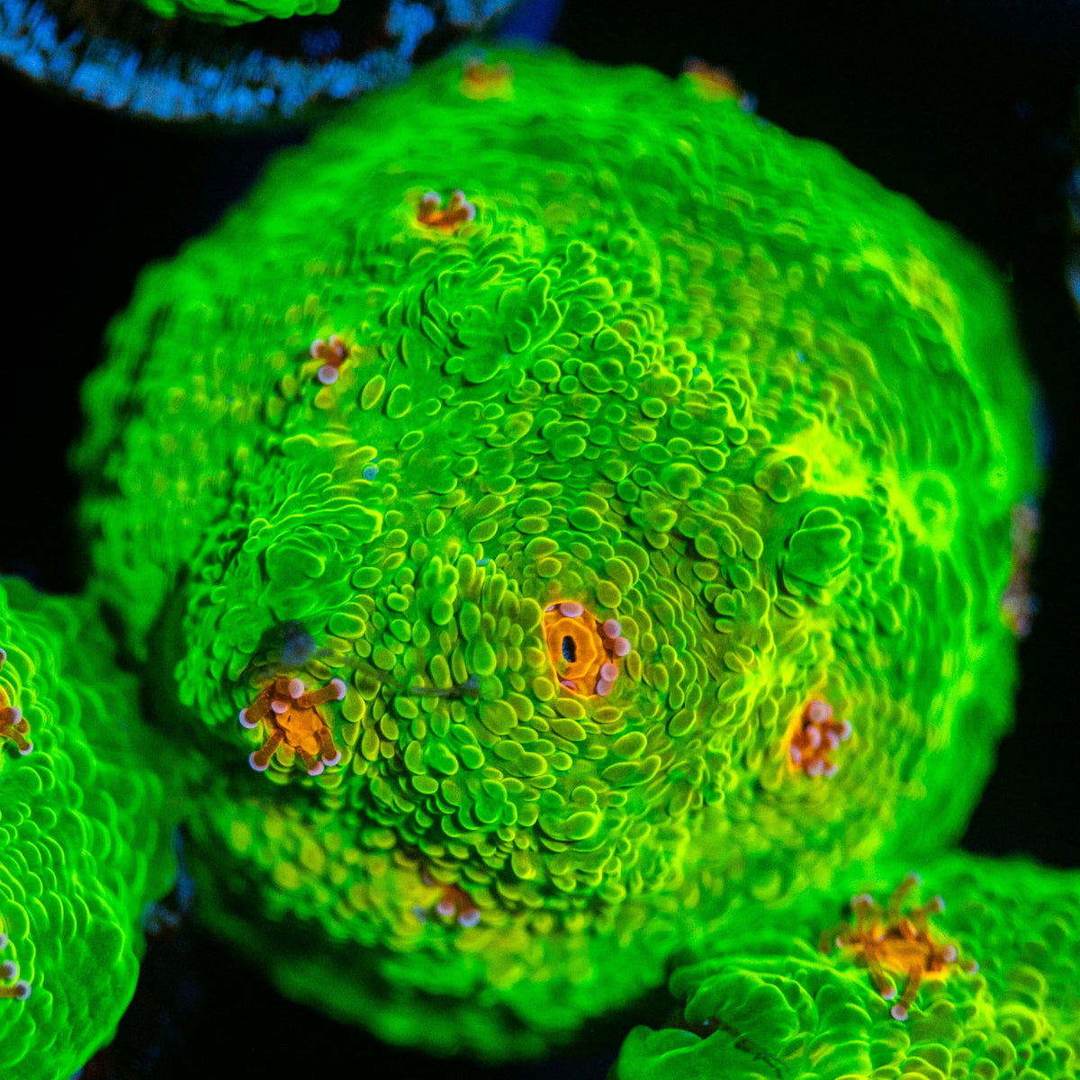 3G Mummy Eye Chalice Frag 2A - WYSIWYG Reef Lounge Coral 