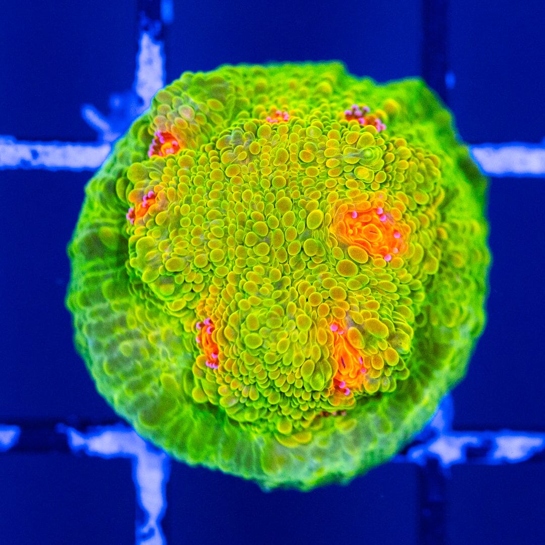 3G Mummy Eye Chalice - WYSIWYG Reef Lounge Coral 