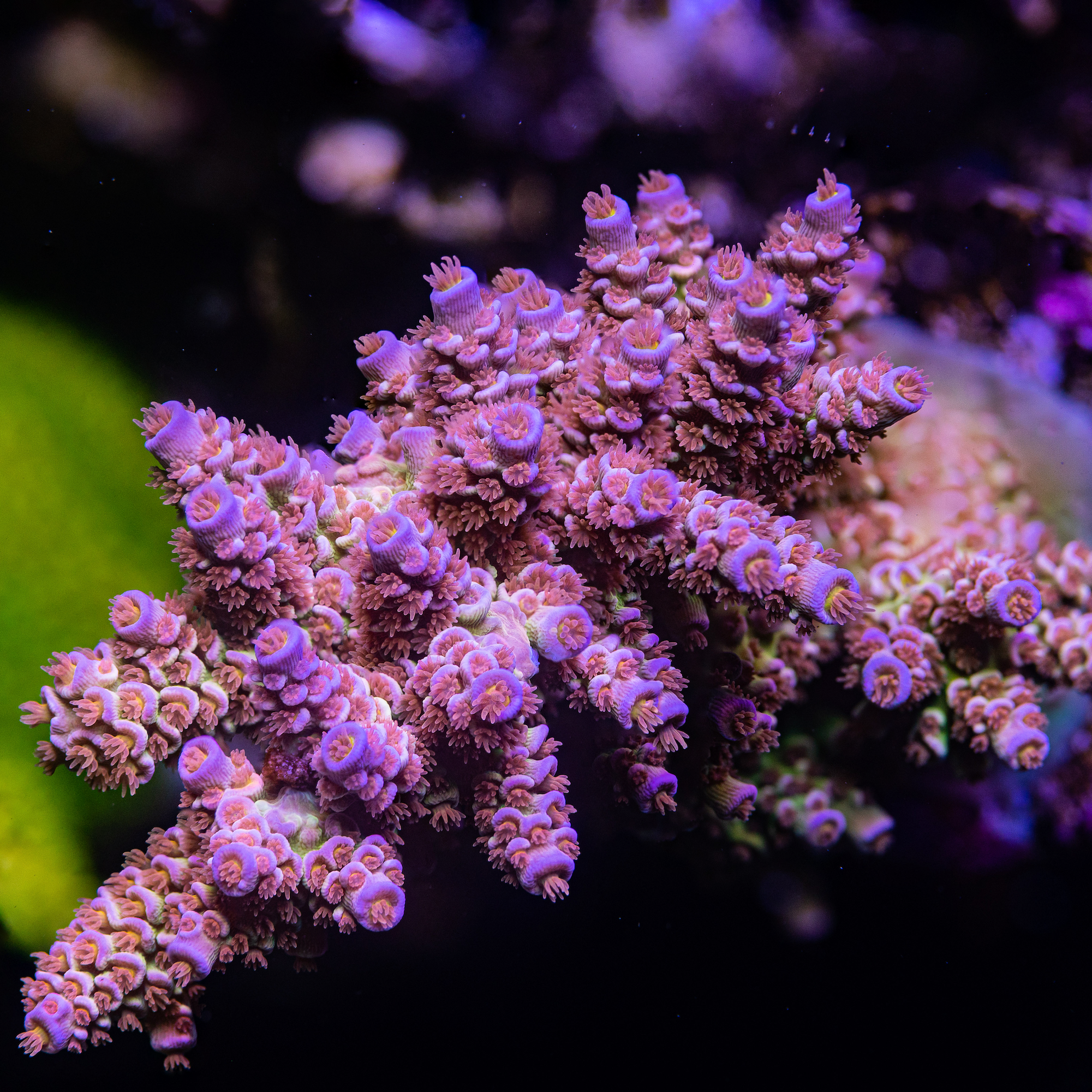 Cherry Bomb Acropora tenuis