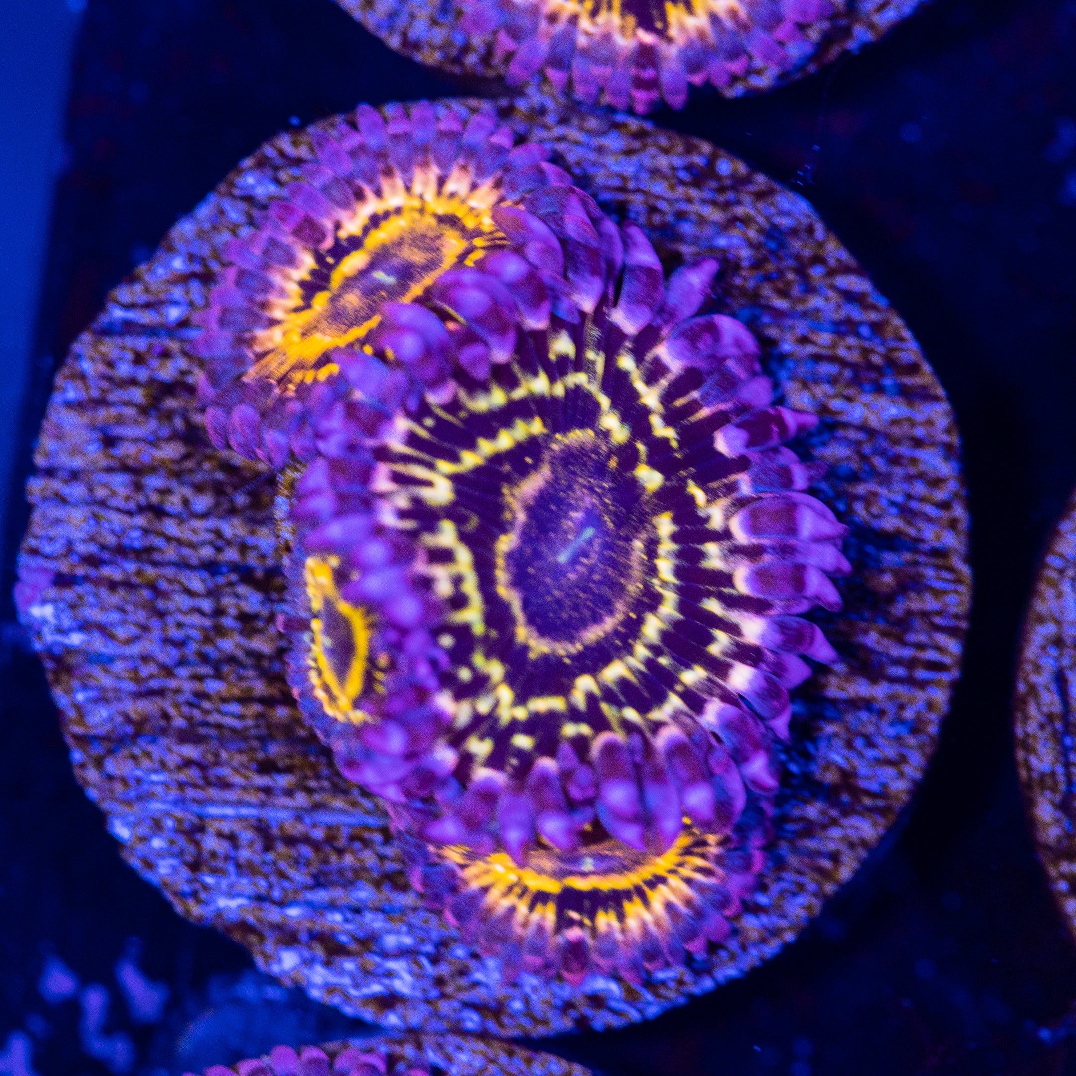 Stratosphere Zoanthid Frag 2A - WYSIWYG