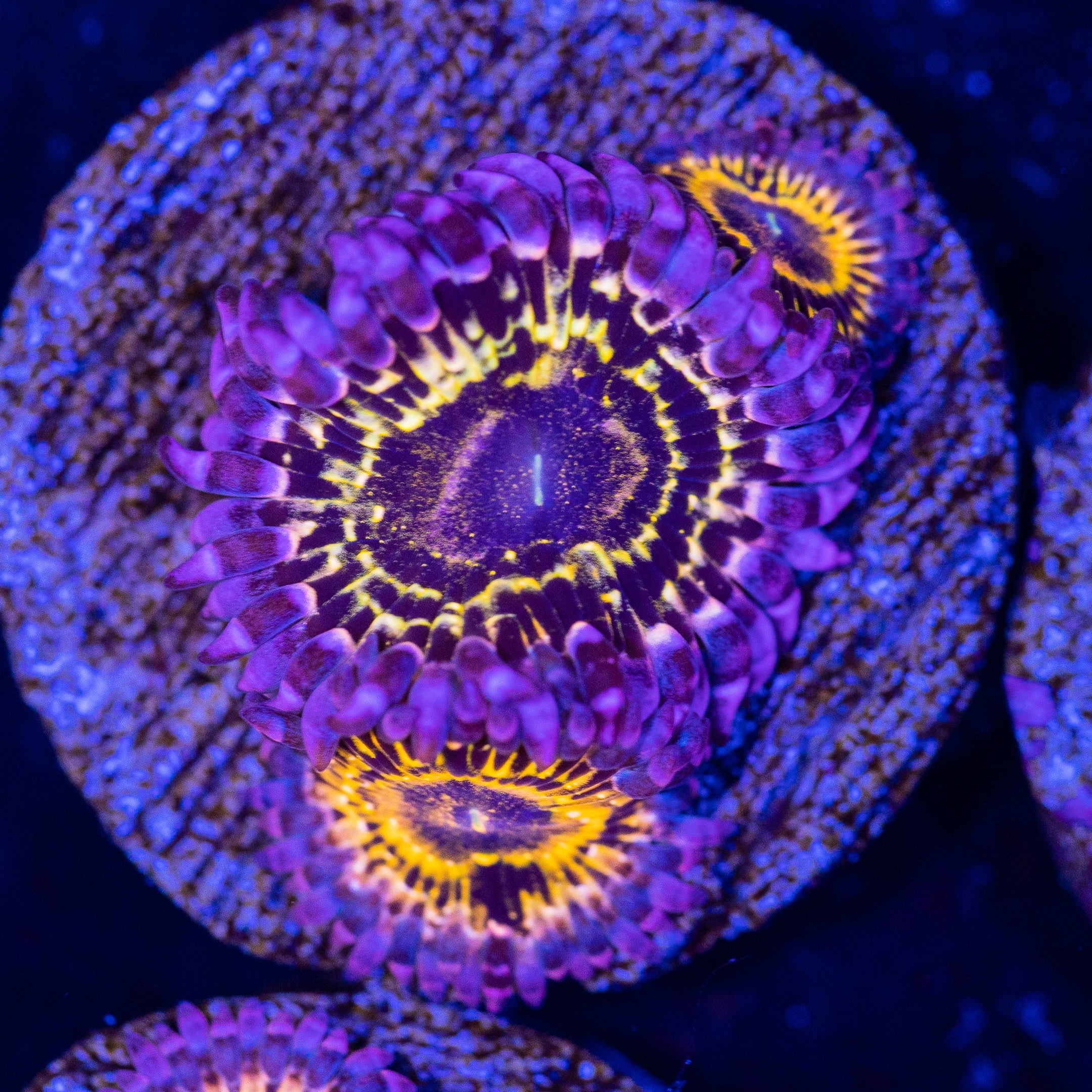 Stratosphere Zoanthid Frag 3A - WYSIWYG