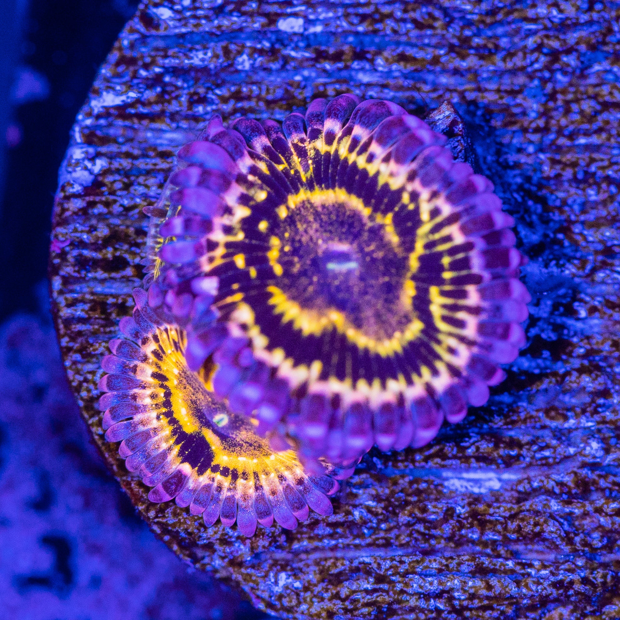 Stratosphere Zoanthid Frag 4A - WYSIWYG