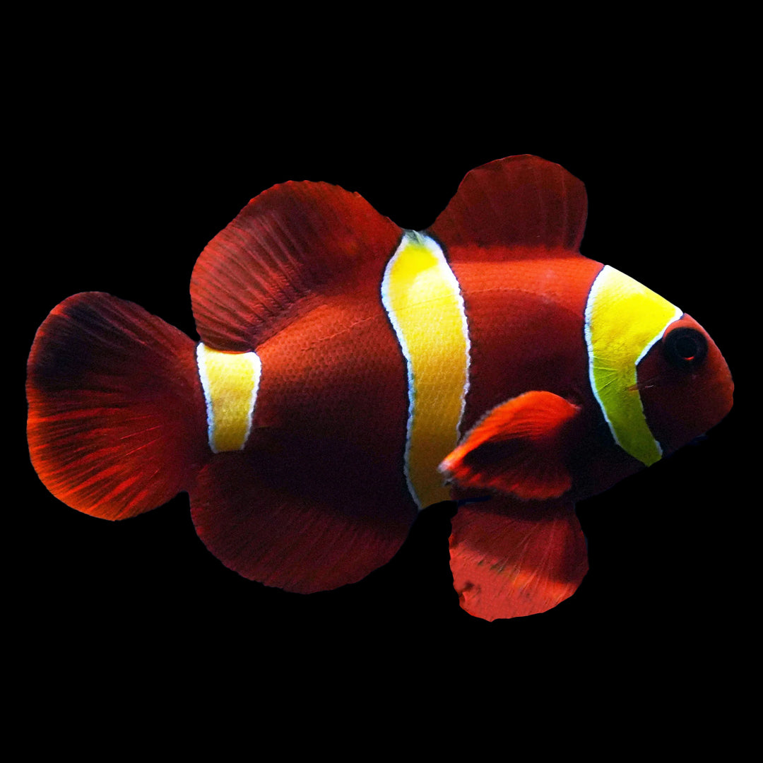 Gold Stripe Maroon Clown