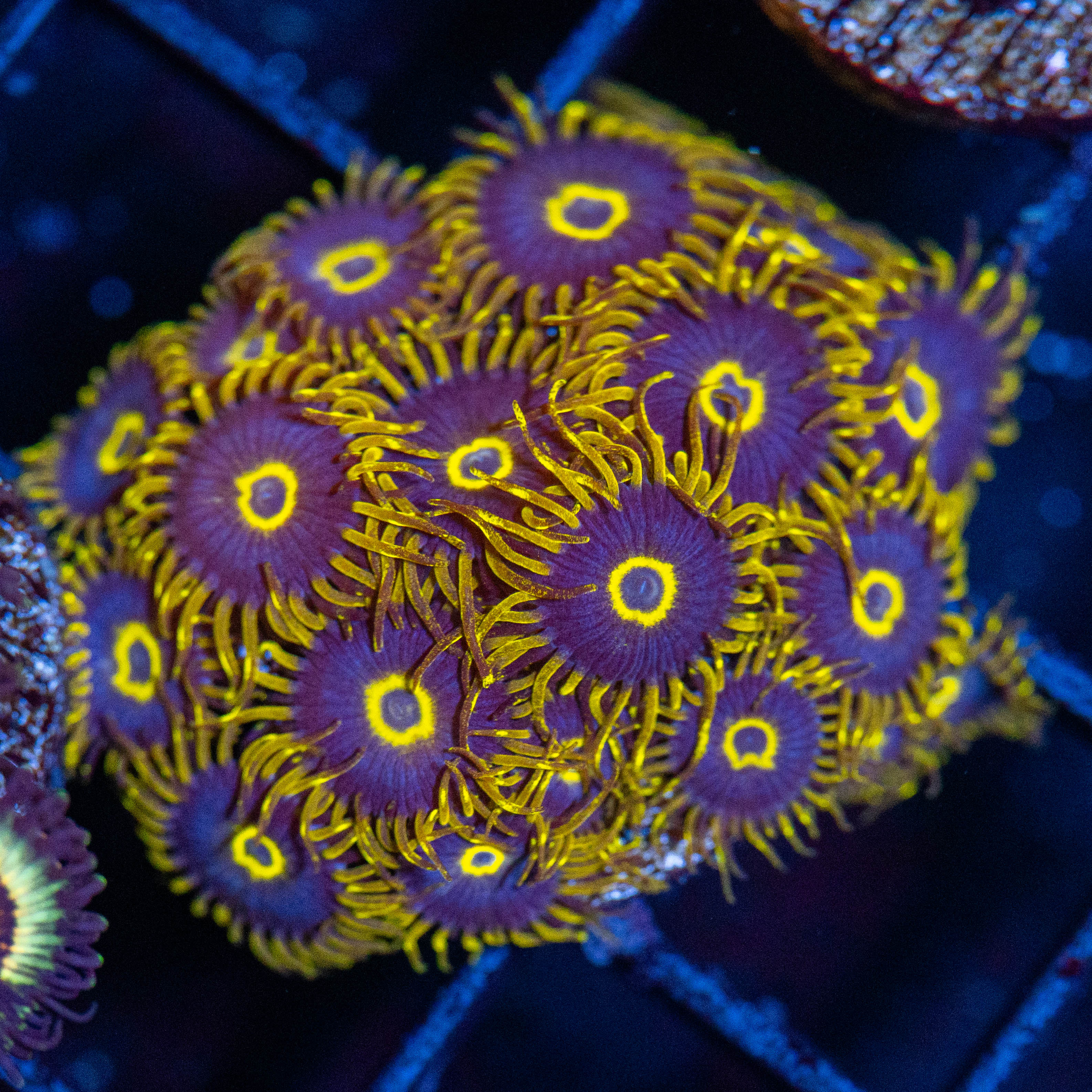 Purple Hornet Zoa (overgrown plug) - WYSIWYG