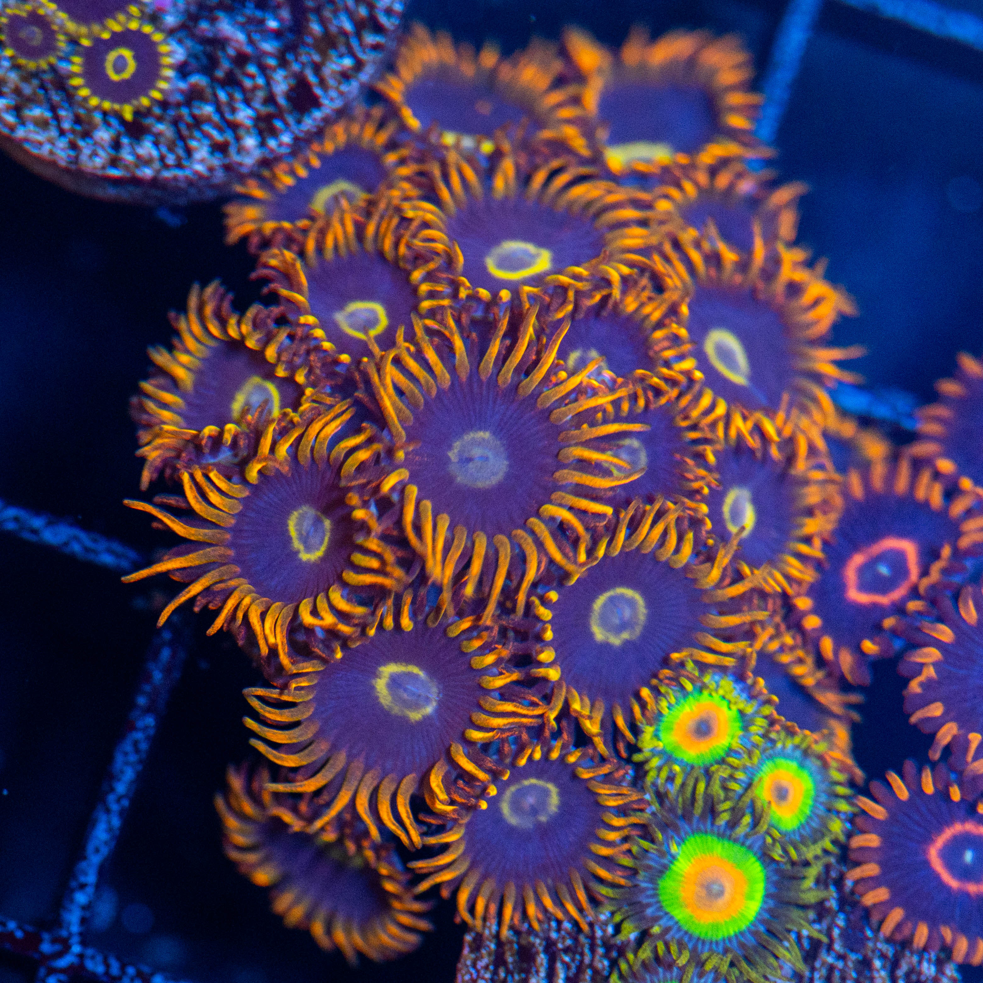 Rainbow Hornet Zoa (overgrown plug) - WYSIWYG