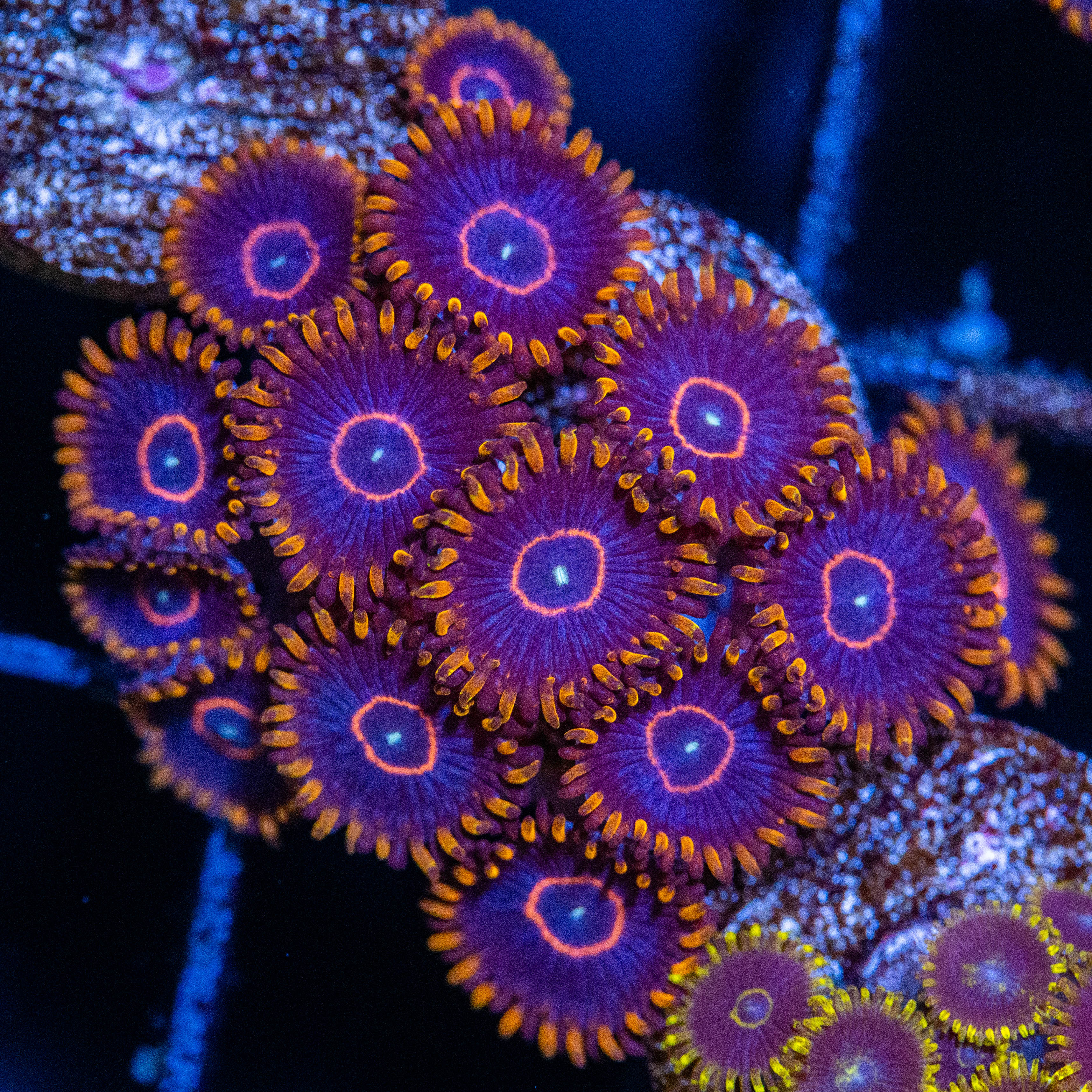 Red Hornet Zoa (overgrown plug) - WYSIWYG