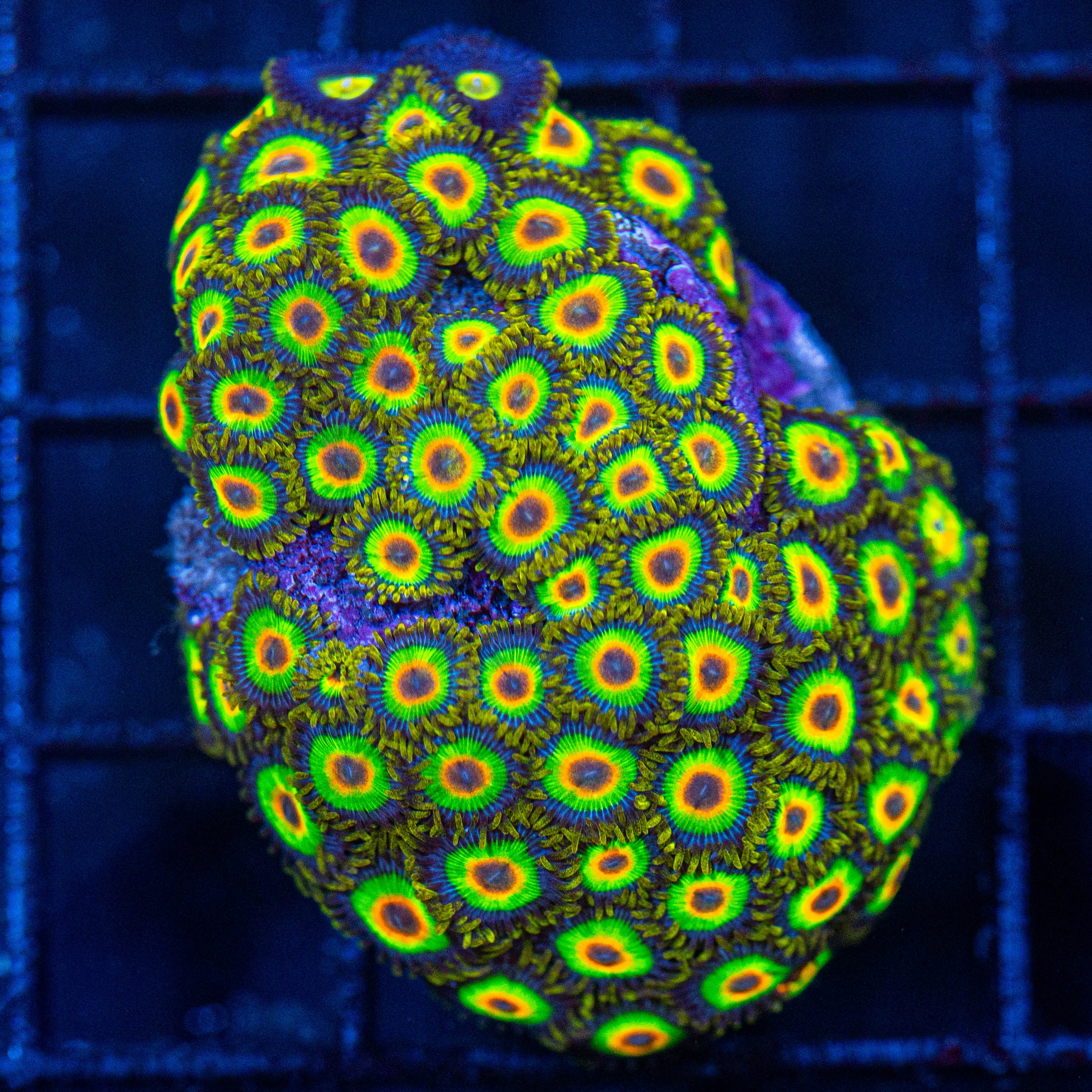 Rasta Zoas (overgrown plug) - WYSIWYG