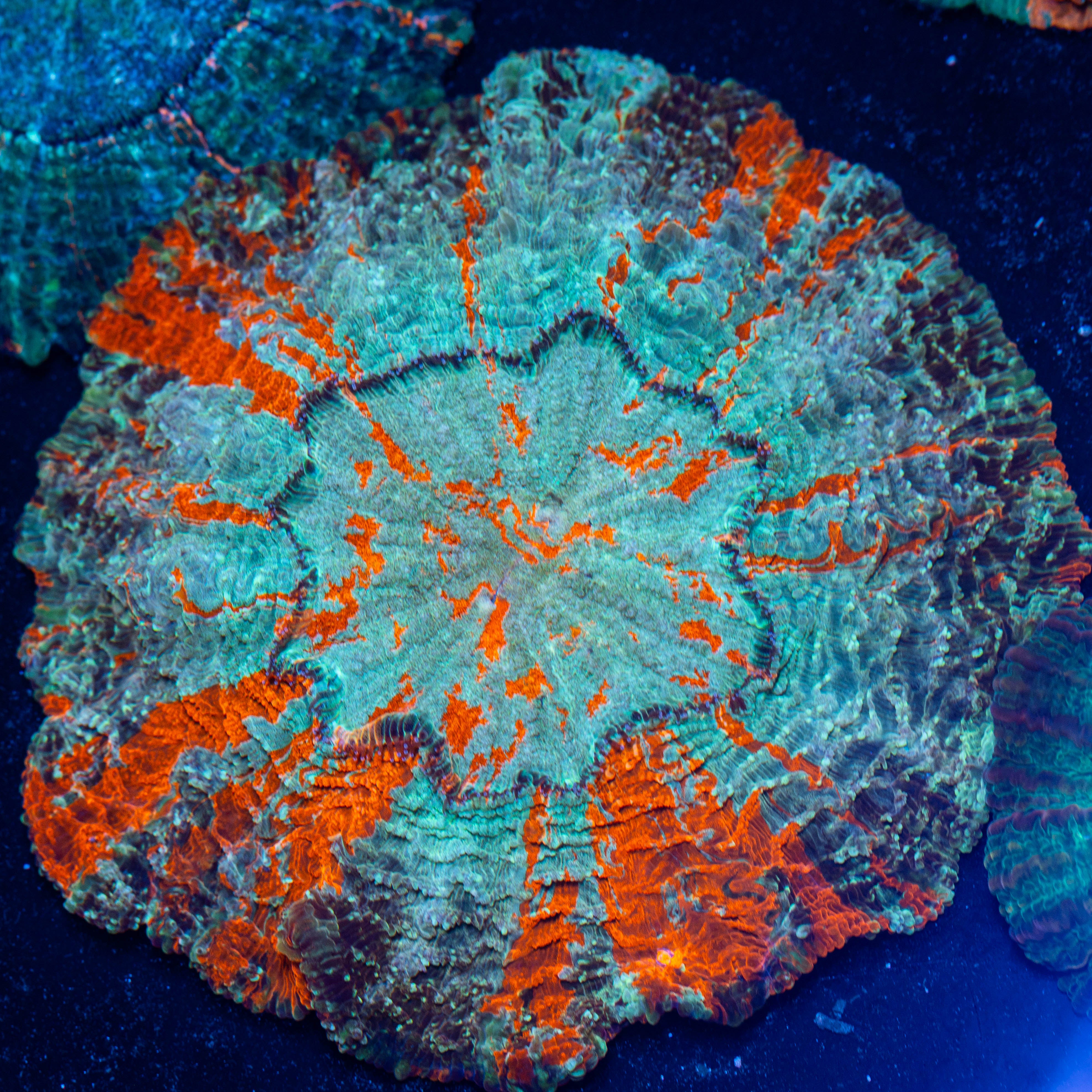 Acanthophyllia 1A - WYSIWYG