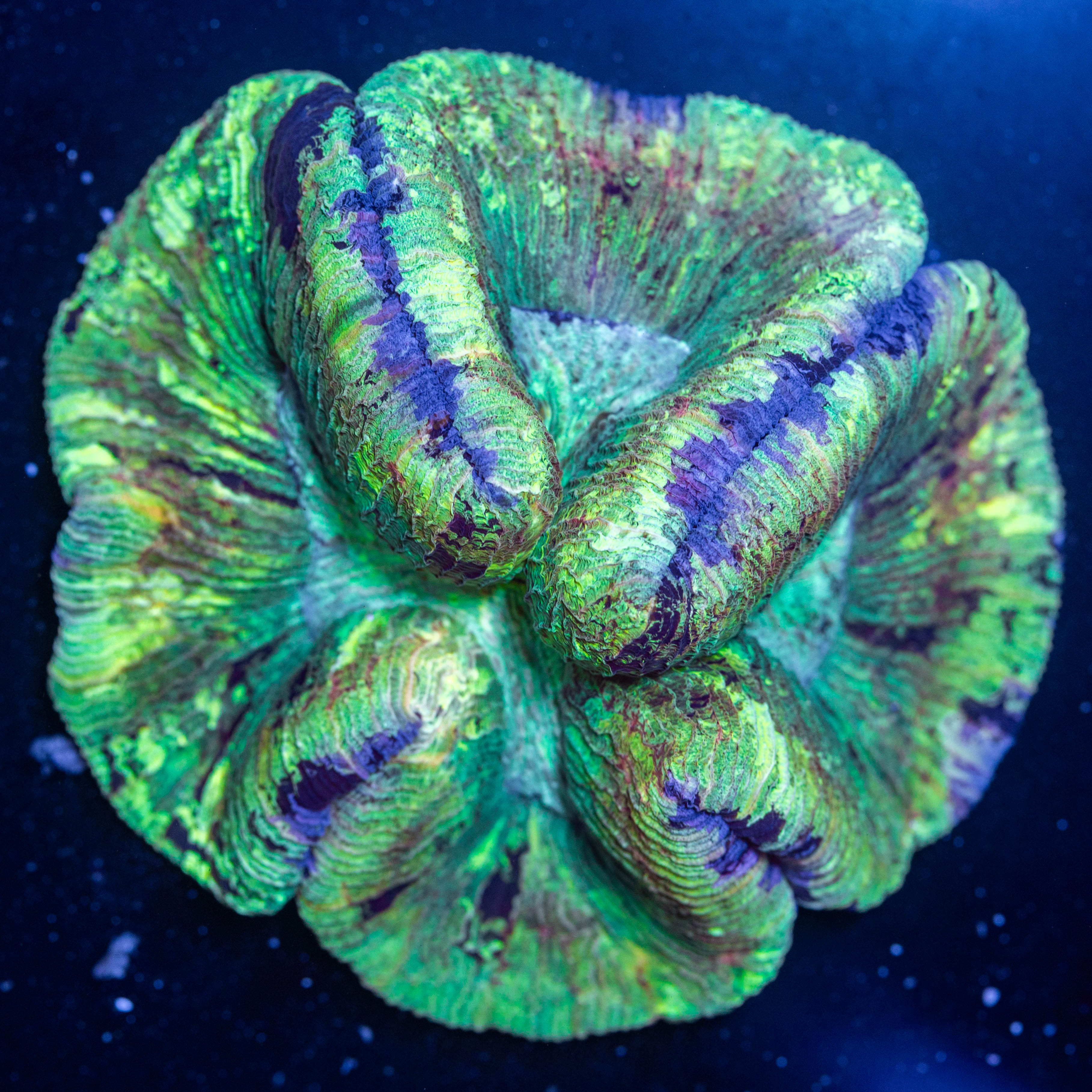 Brain Coral 1A - WYSIWYG
